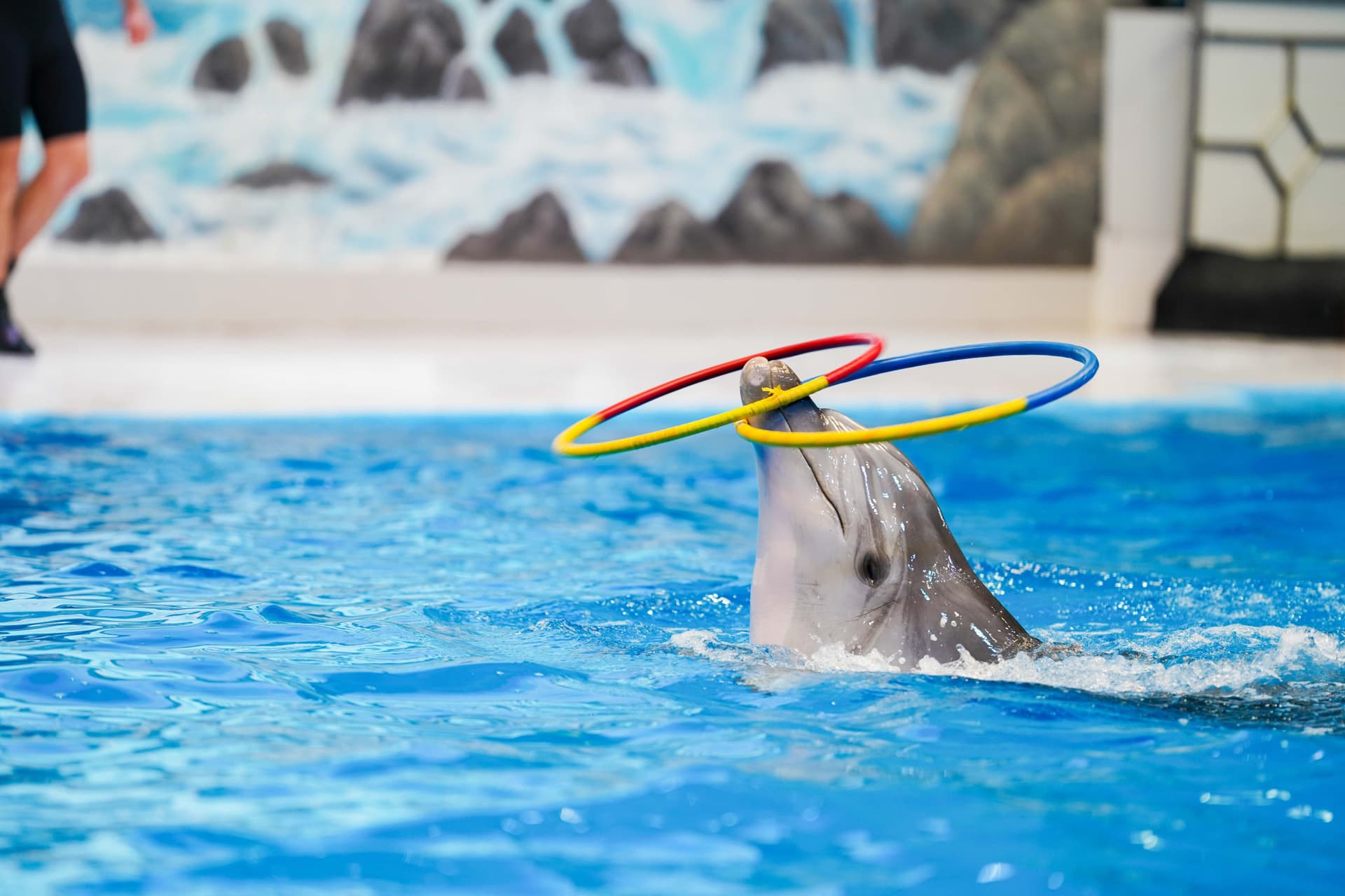 Entrada para Dubai Dolphinarium - imagen 7