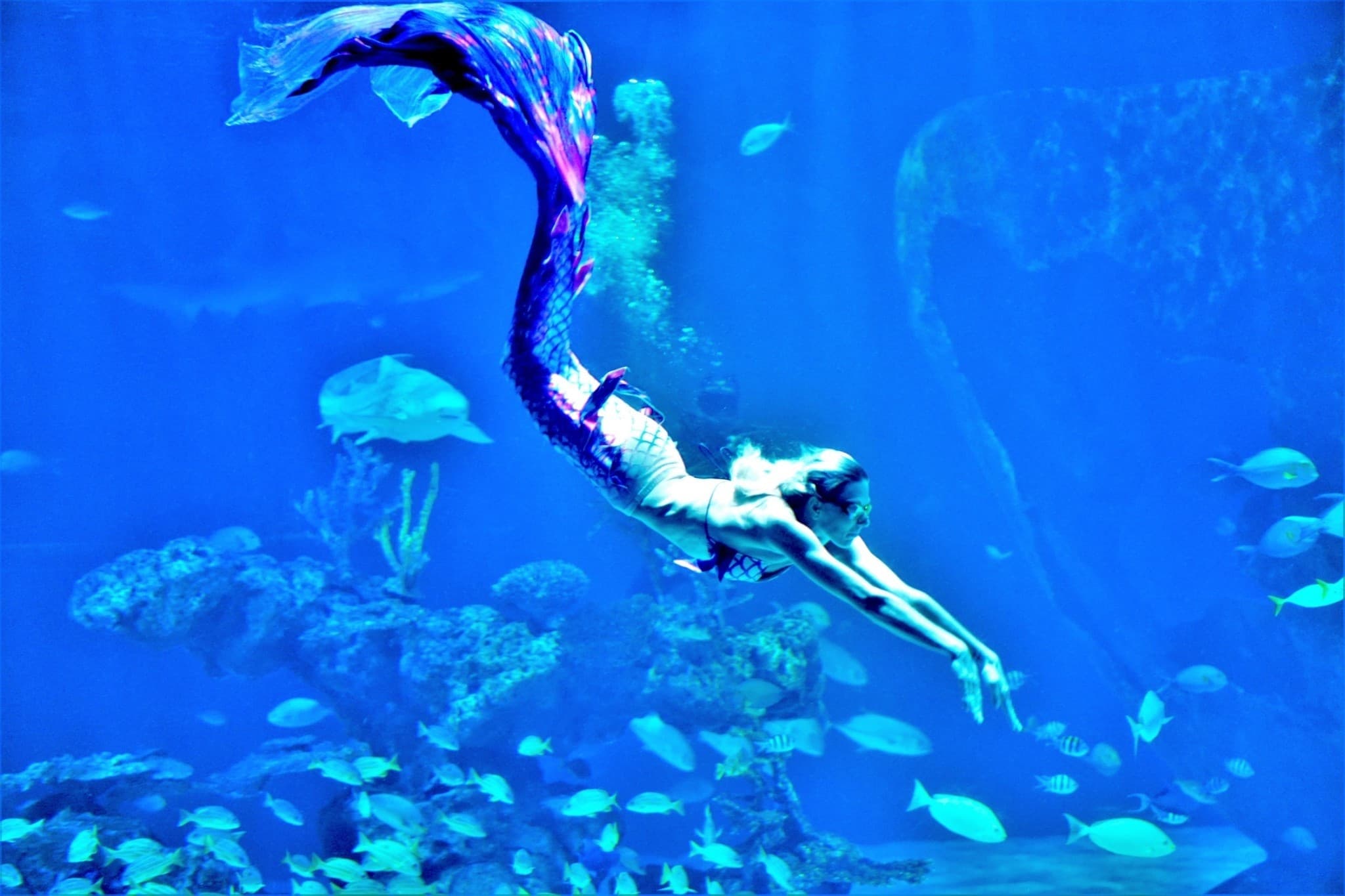 Aquaria Phuket - image 18