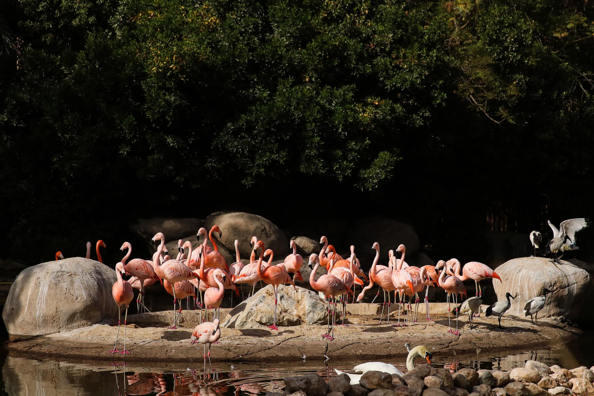 Al Ain Zoo Abu Dhabi Ticket - image 2