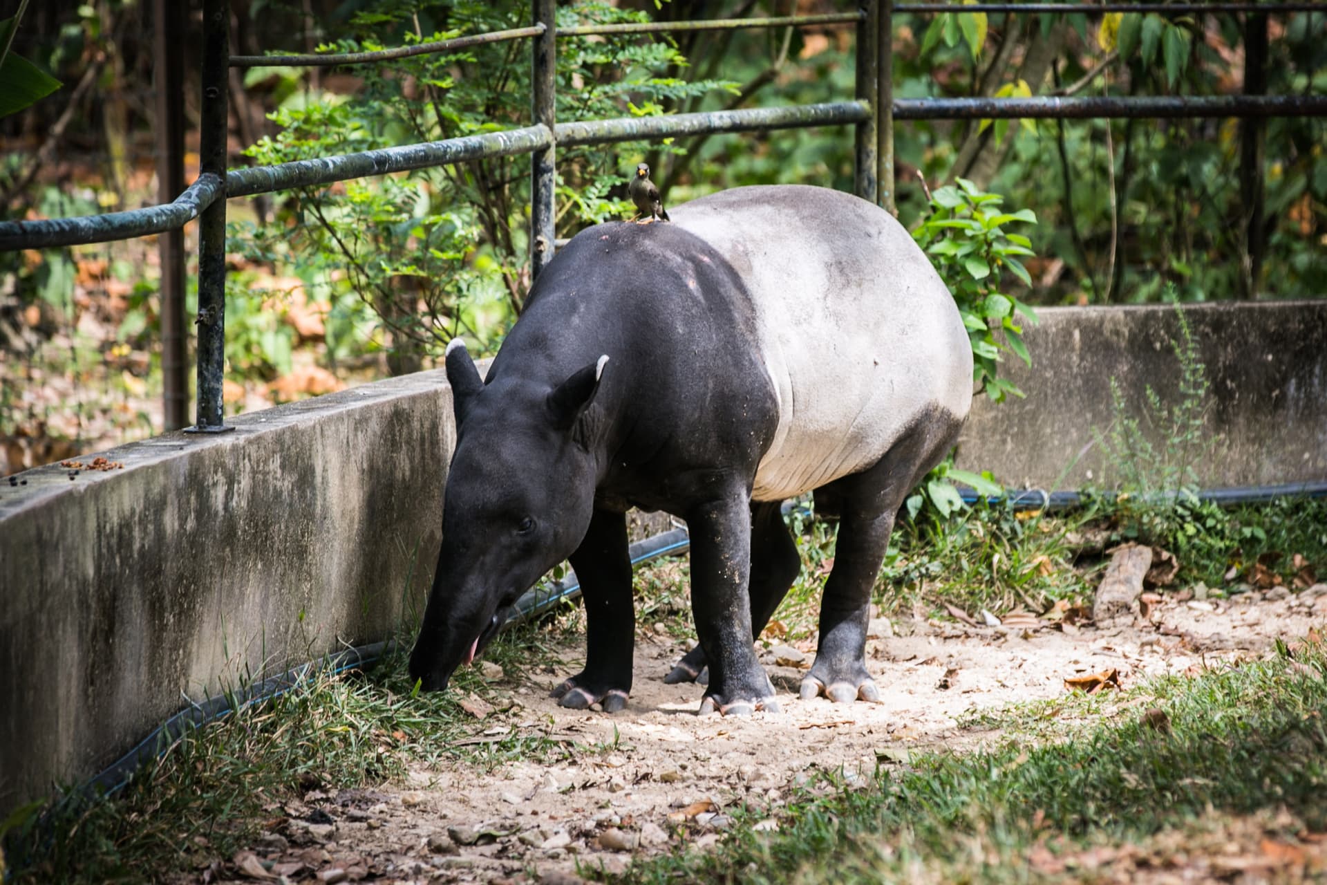 Entrada para Zoo Negara Malaysia y el Centro de Conservación del Panda - imagen 9