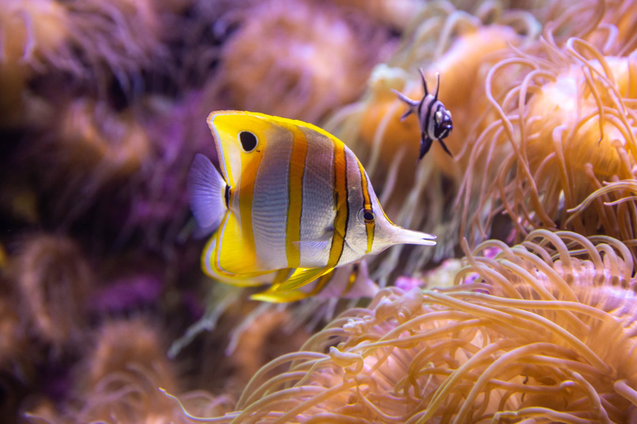 SEA LIFE Sydney Aquarium Direct Entry Ticket - image 5