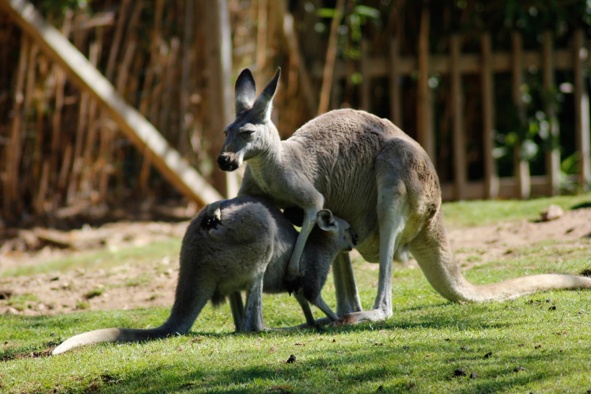 Richmond Village and Bonorong Wildlife Sanctuary Tour - imagen 15