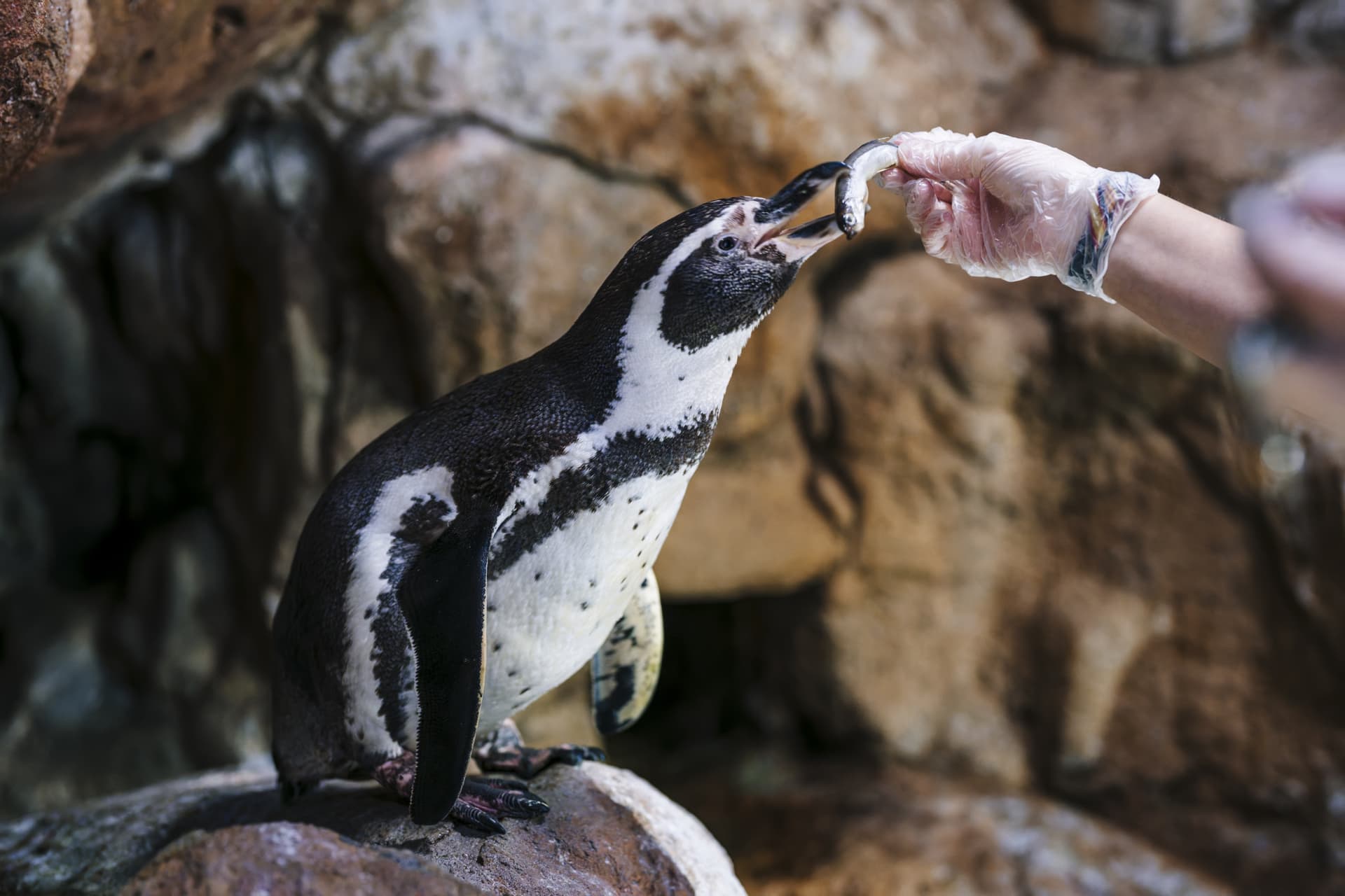 Barcelona Aquarium Ticket - image 10