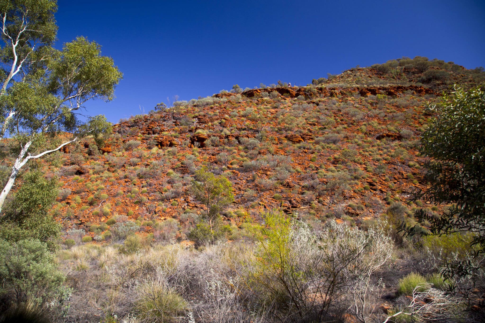 Alice Springs Reptile Centre and City Tour - image 5
