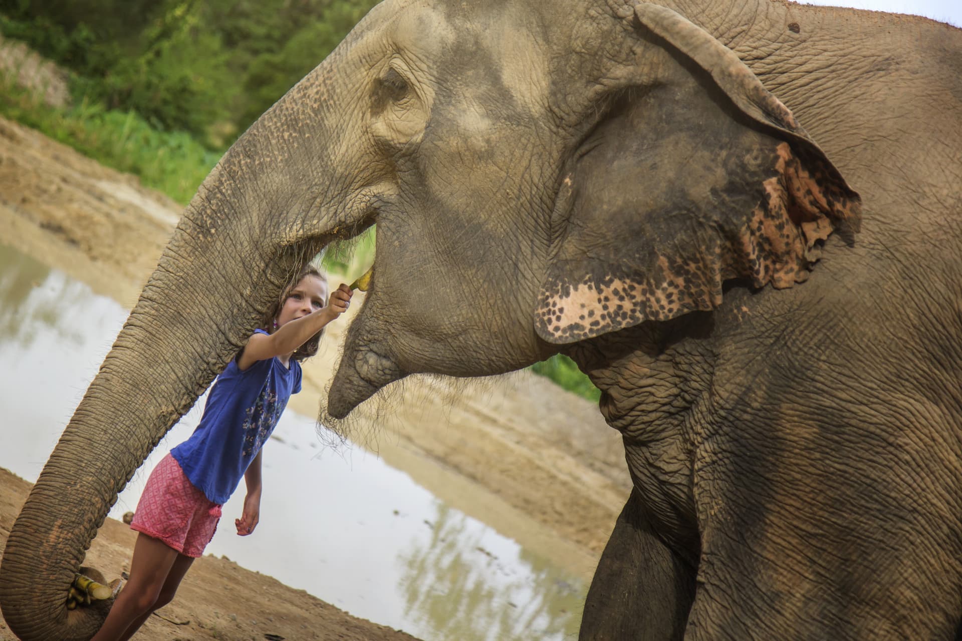 Elephant Jungle Sanctuary Pattaya - image 5