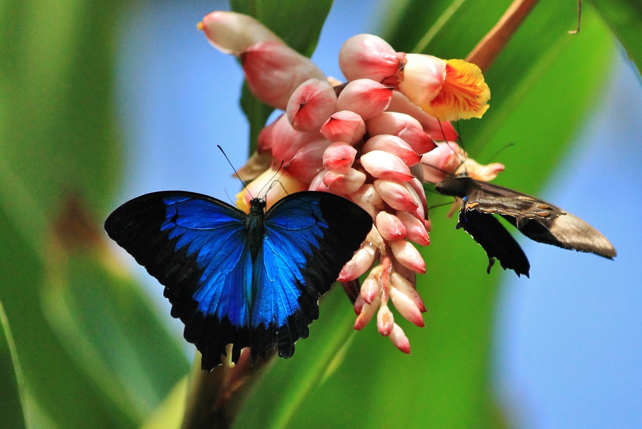 Australian Butterfly Sanctuary - image 2