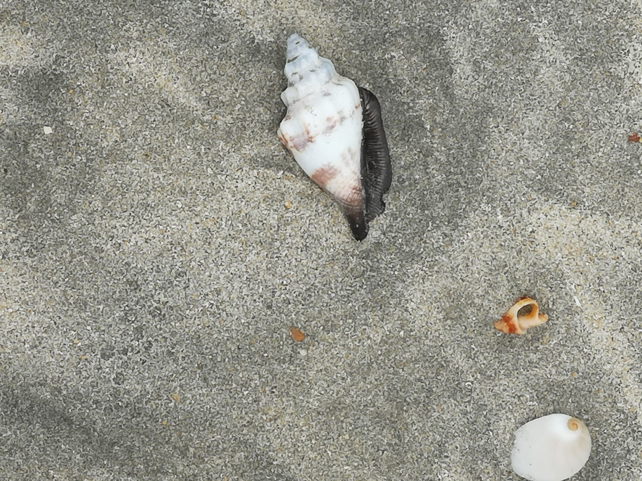 Desaru Beach and Tide Pool Walk - image 11