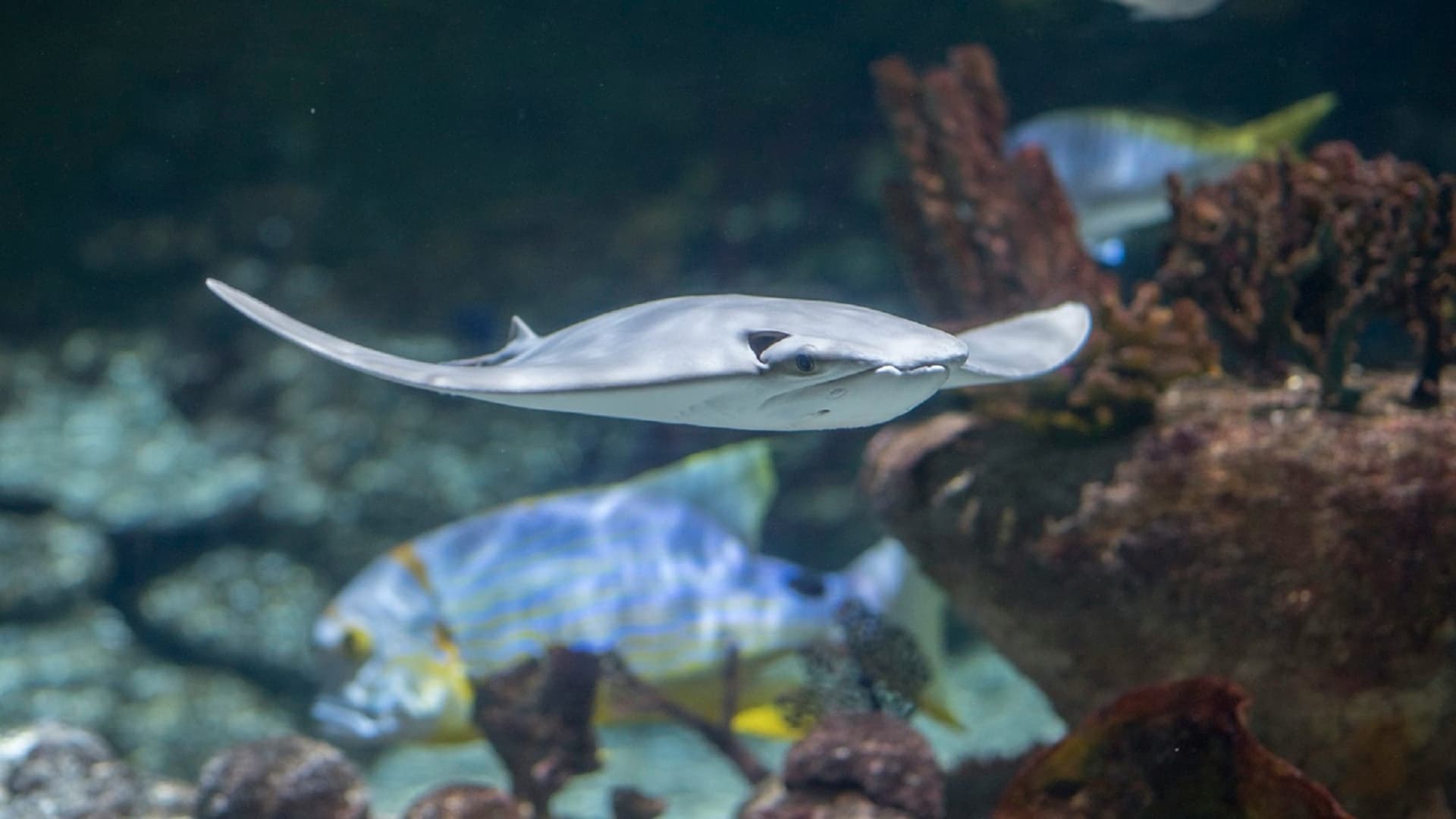 Seaquarium Le Grau-du-Roi Ticket - main image