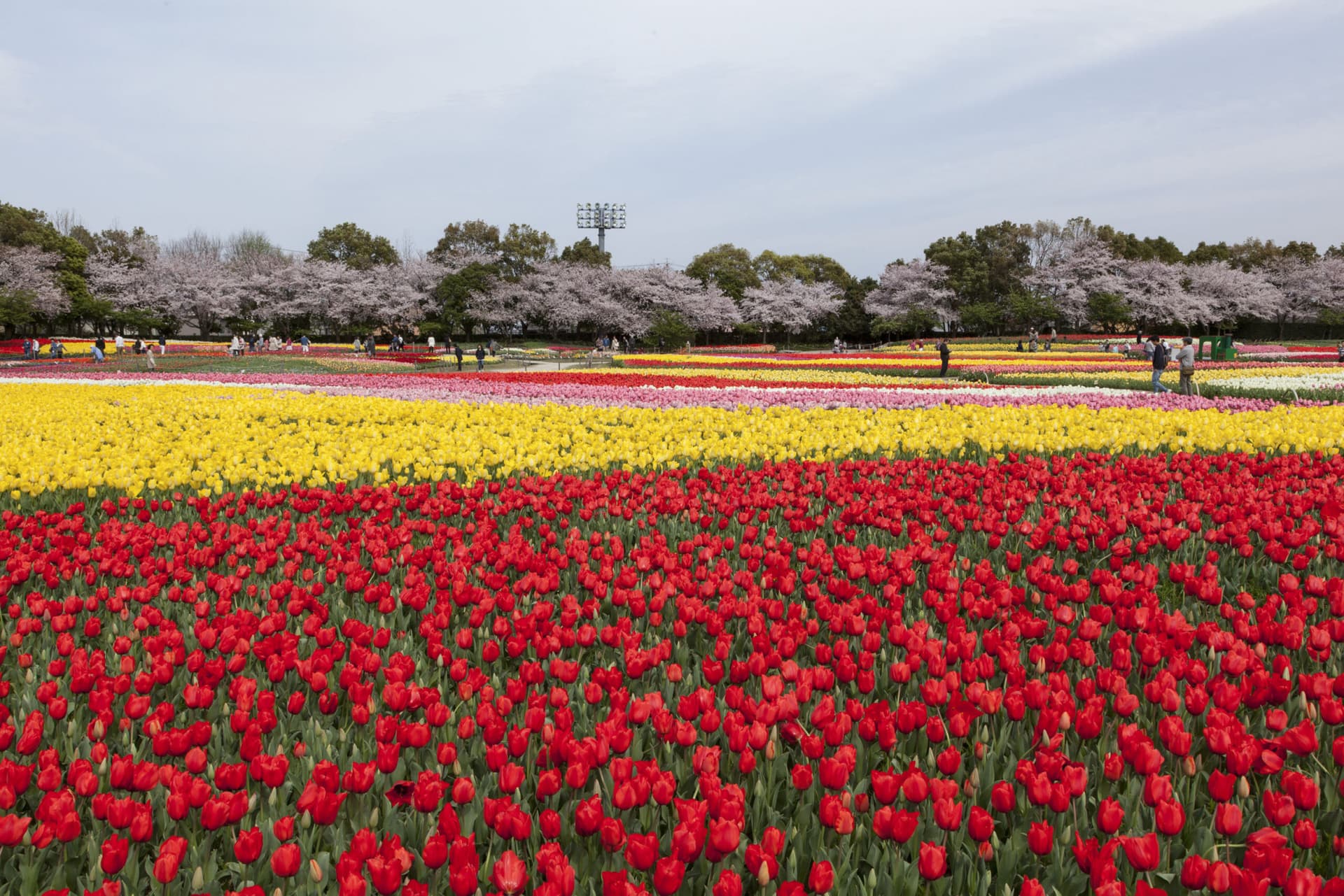Kintetsu Rail Pass - image 5