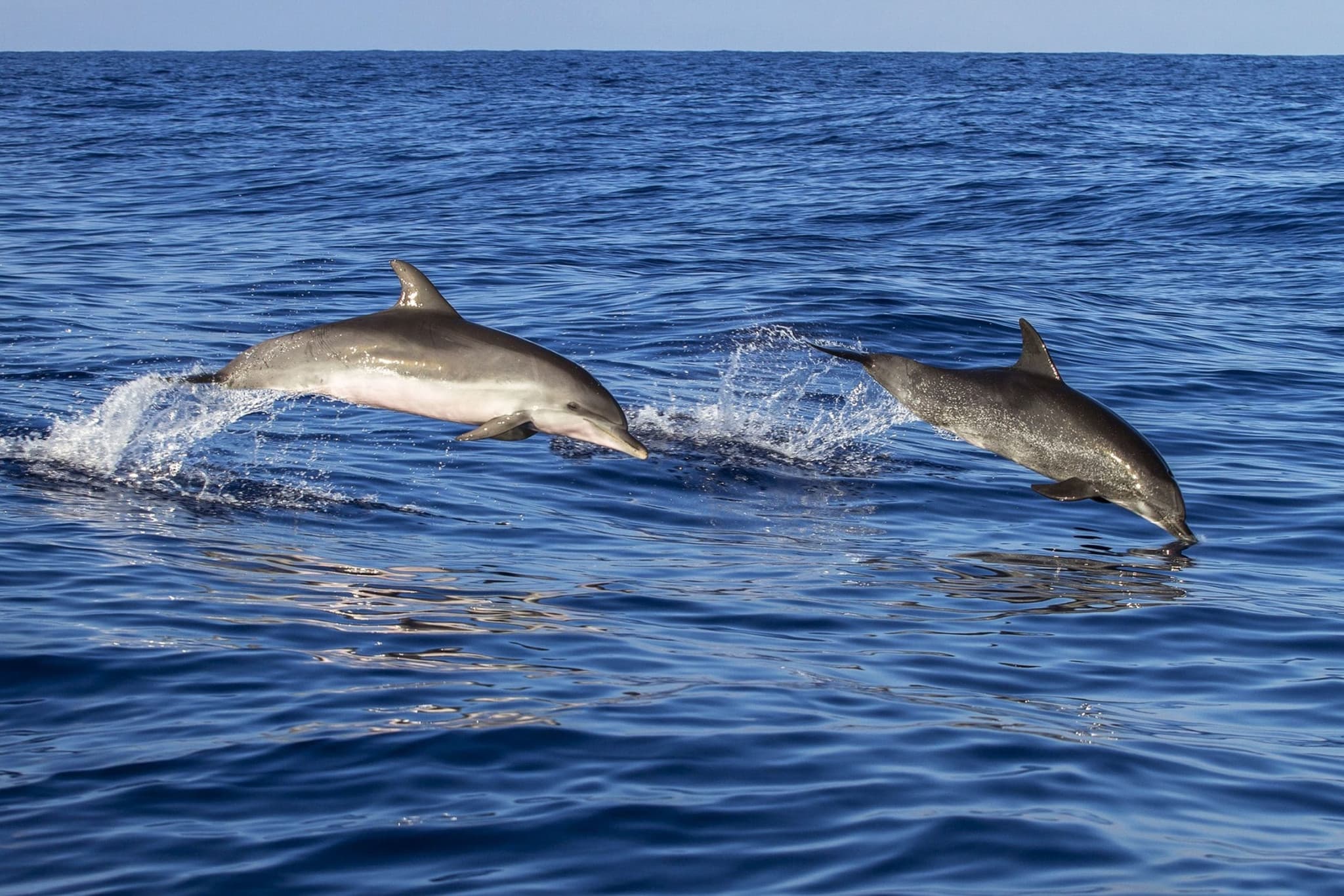 Day Trip to Key West from Miami with Optional Activities - image 16