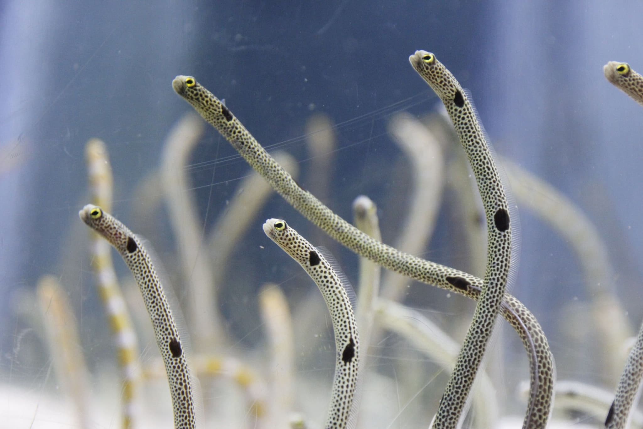 Sumida Aquarium Ticket - image 9