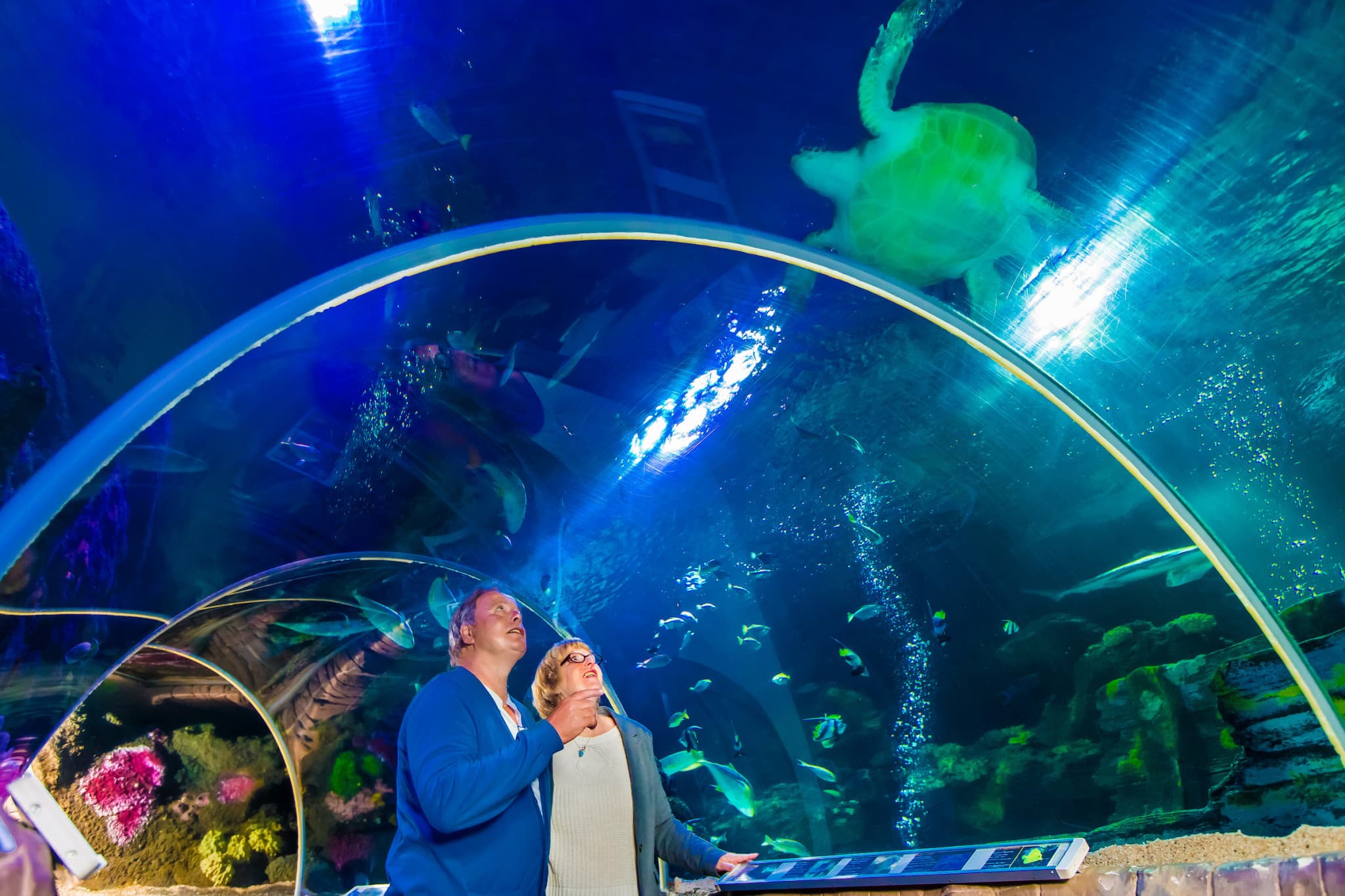 SEA LIFE Timmendorfer Strand Aquarium Ticket - image 2