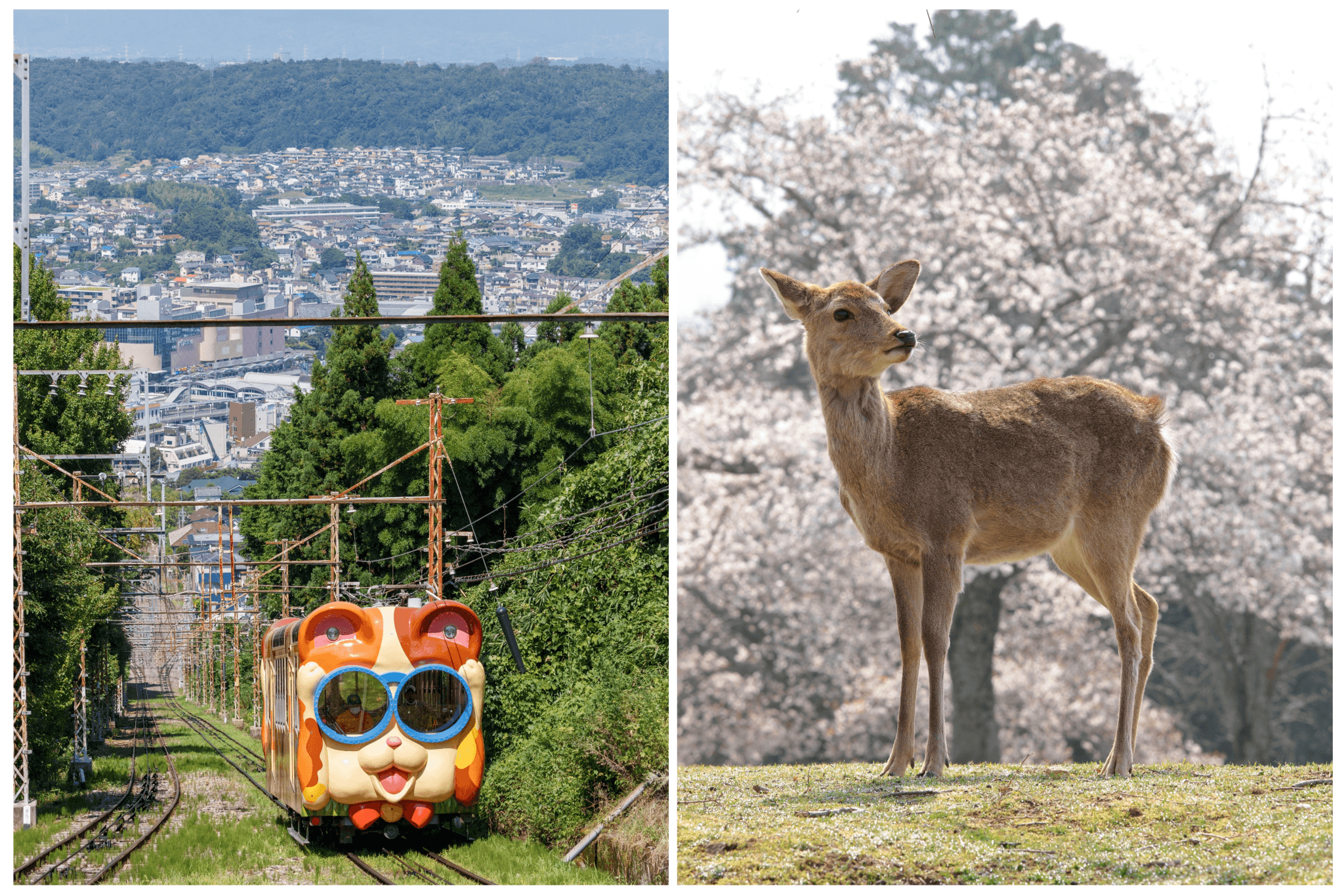 Kintetsu Rail Pass - Train & Bus Pass in Osaka, Nara, Kyoto, Mie (Ise Shima), Nagoya - main image