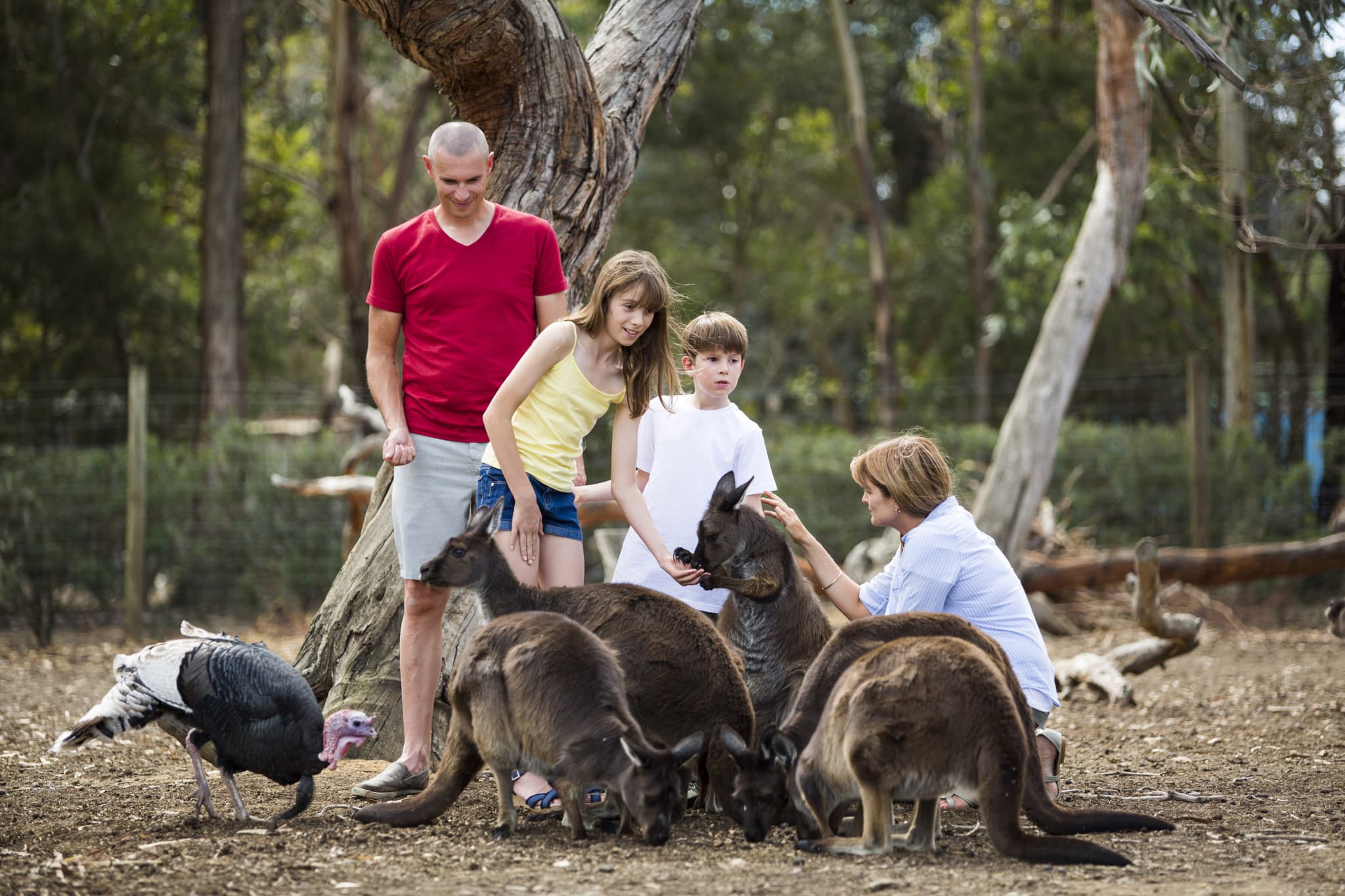 Kangaroo Island Tour from Adelaide - image 2