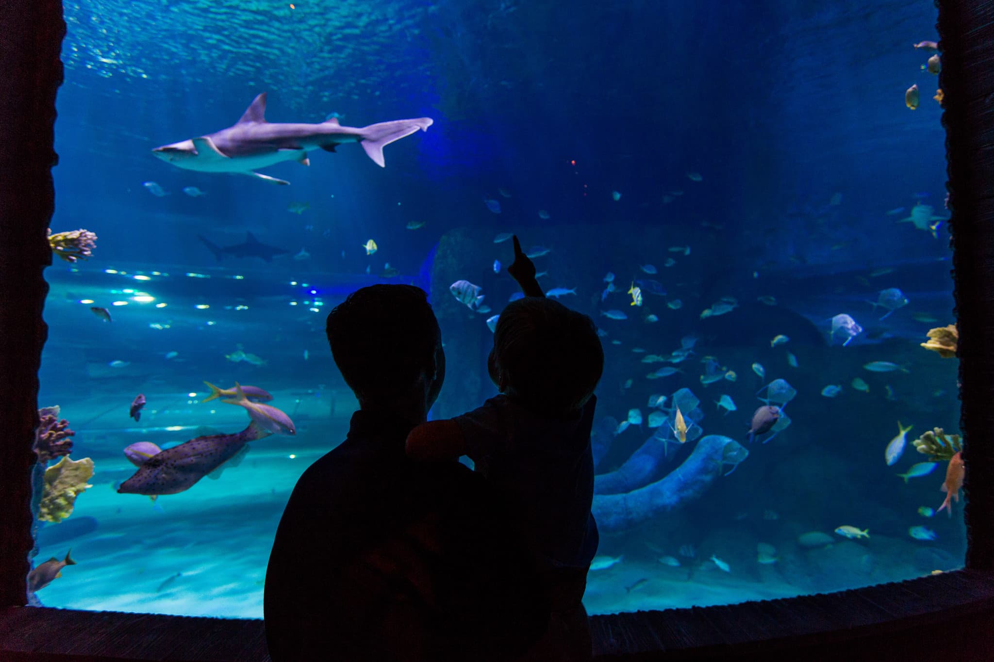Go City Orlando Explorer Pass: Save up to 50% on Attractions - image 25