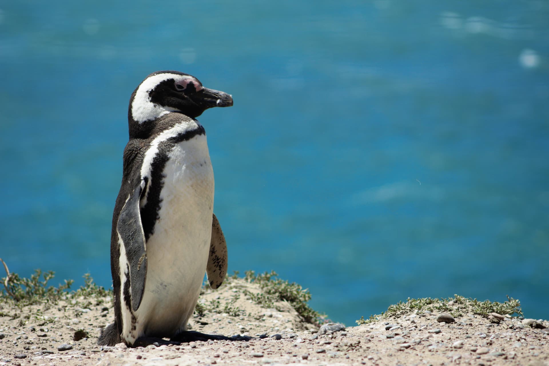 Phillip Island Nature Parks - Penguin Parade Ticket - image 2