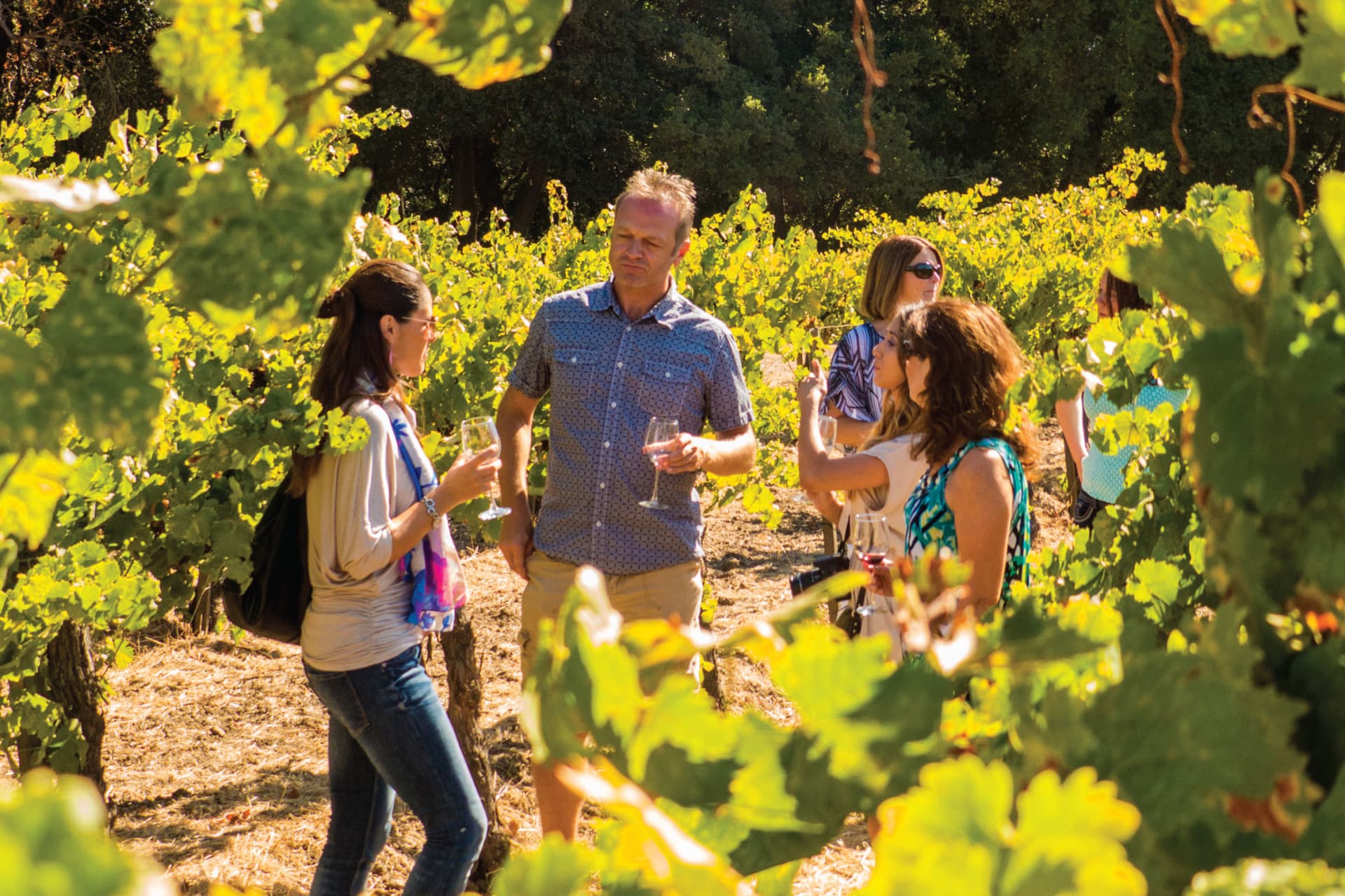 San Francisco Half-Day Wine Country Tour - main image