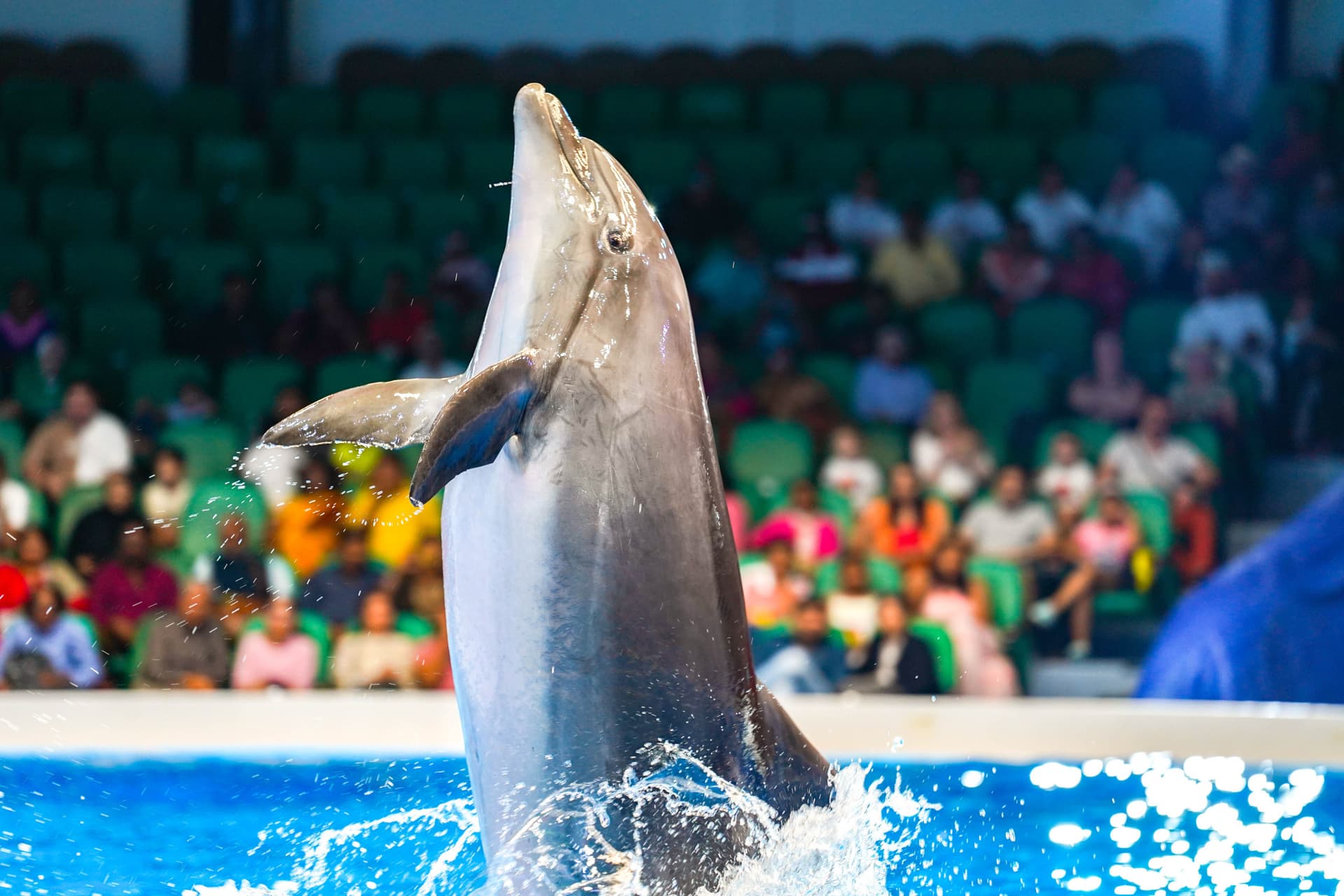 Entrada para Dubai Dolphinarium - imagen 3