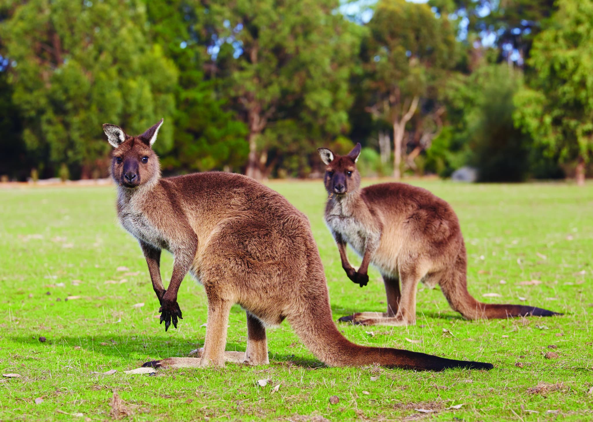 Kangaroo Island Tour from Adelaide - main image