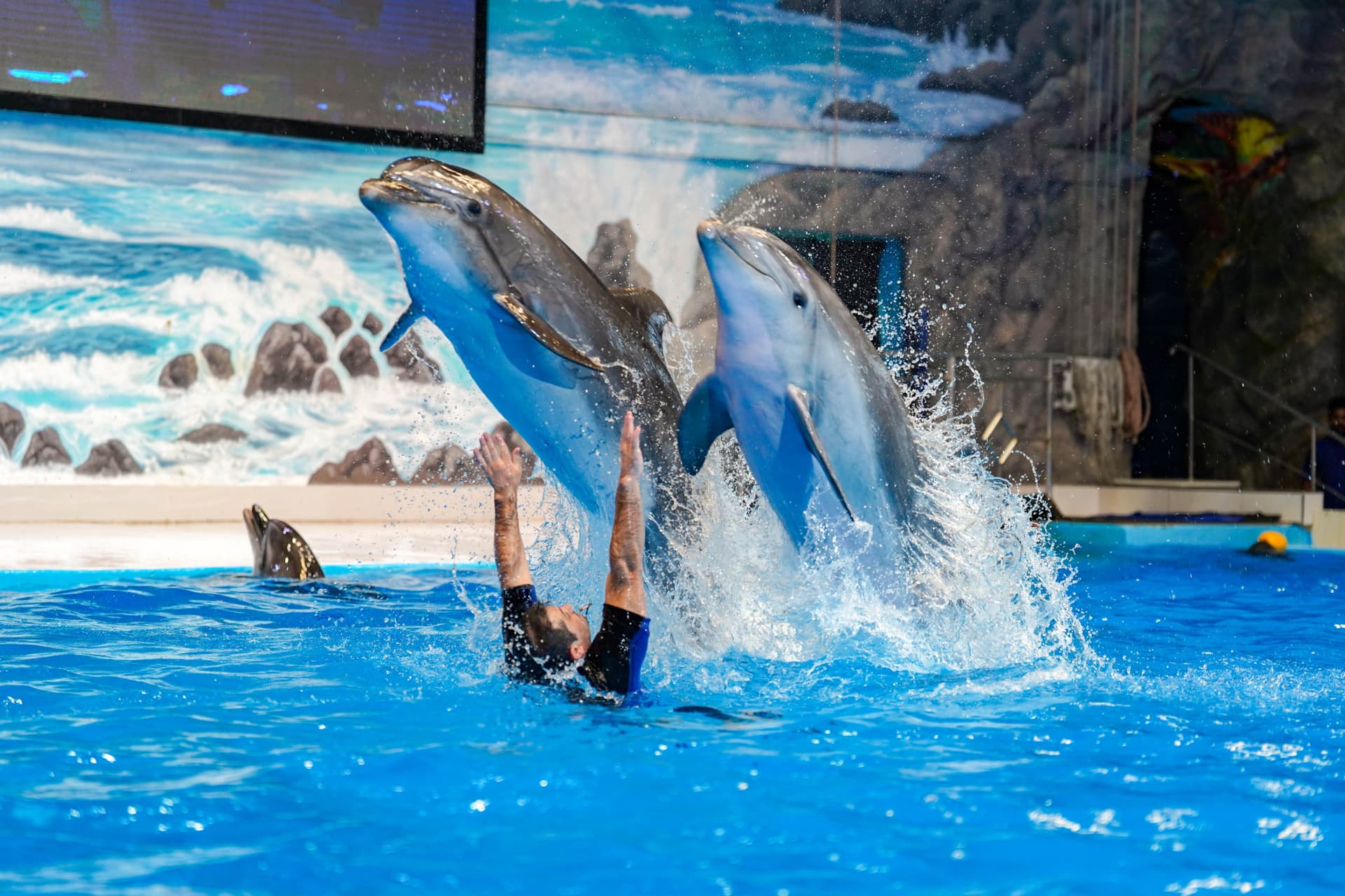 Entrada para Dubai Dolphinarium - imagen 2