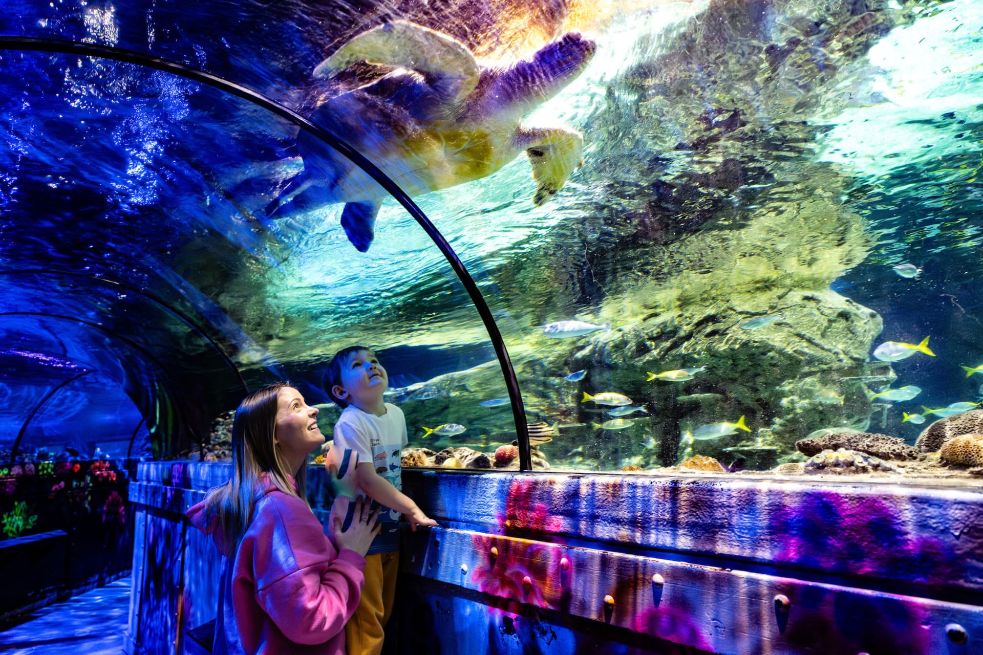SEA LIFE Brighton Ticket - image 6