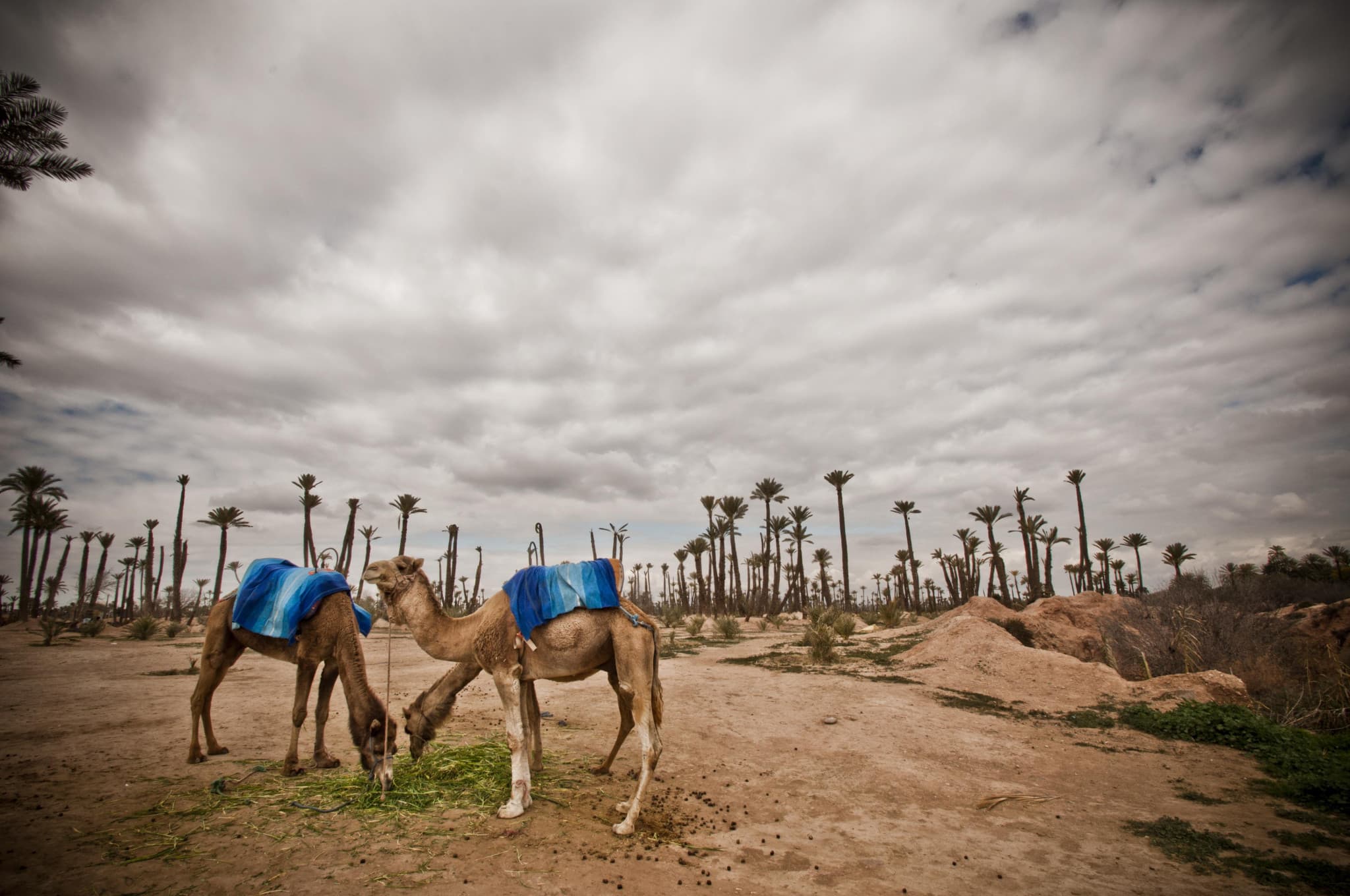 Camel Ride in Marrakech Palm Grove - image 2