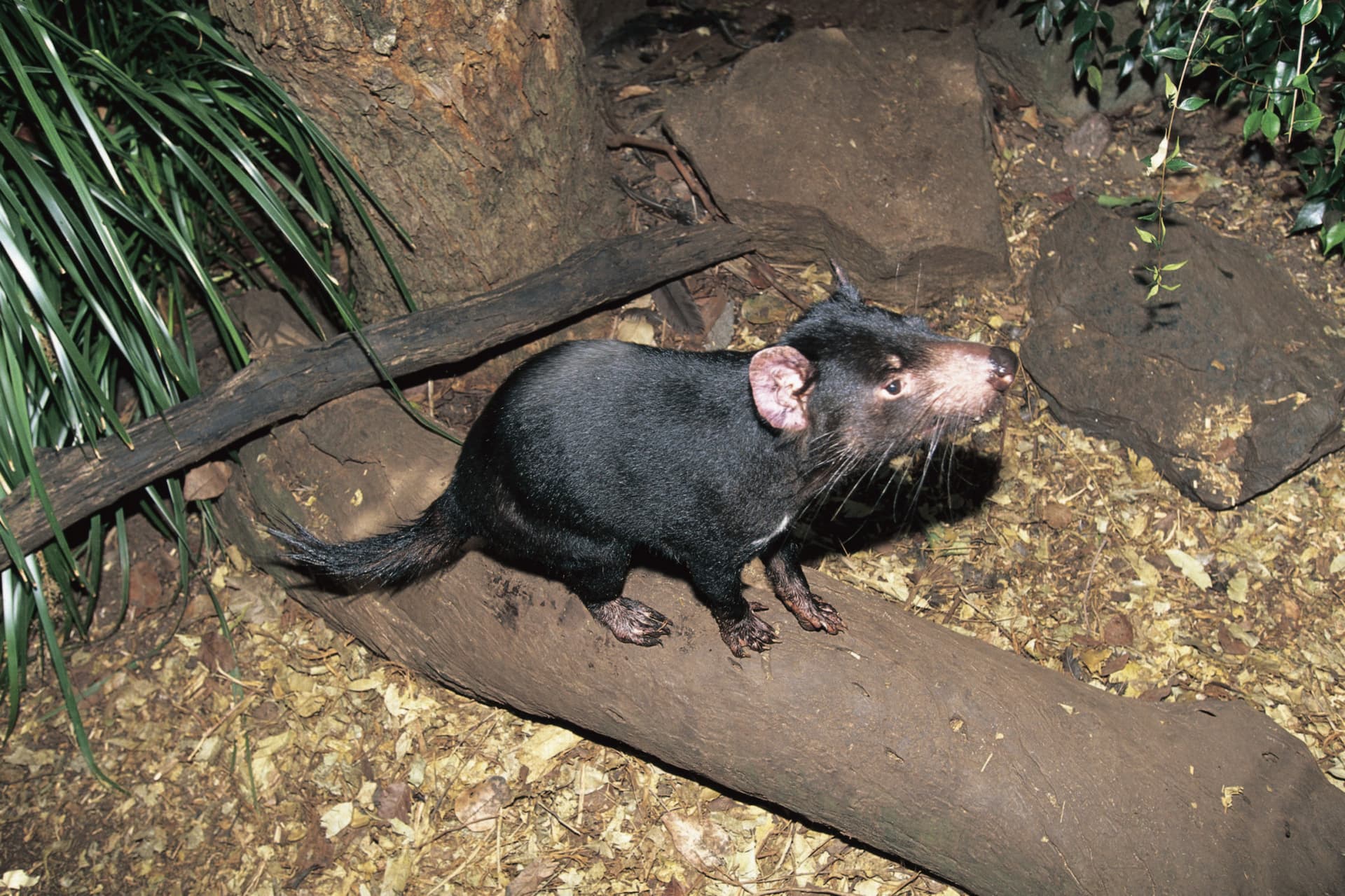 Currumbin Wildlife Sanctuary Gold Coast Ticket - image 7