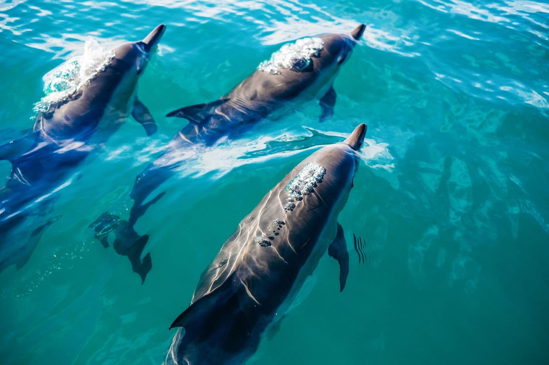 Excursión de un día a Key West desde Miami con actividades opcionales - imagen 2