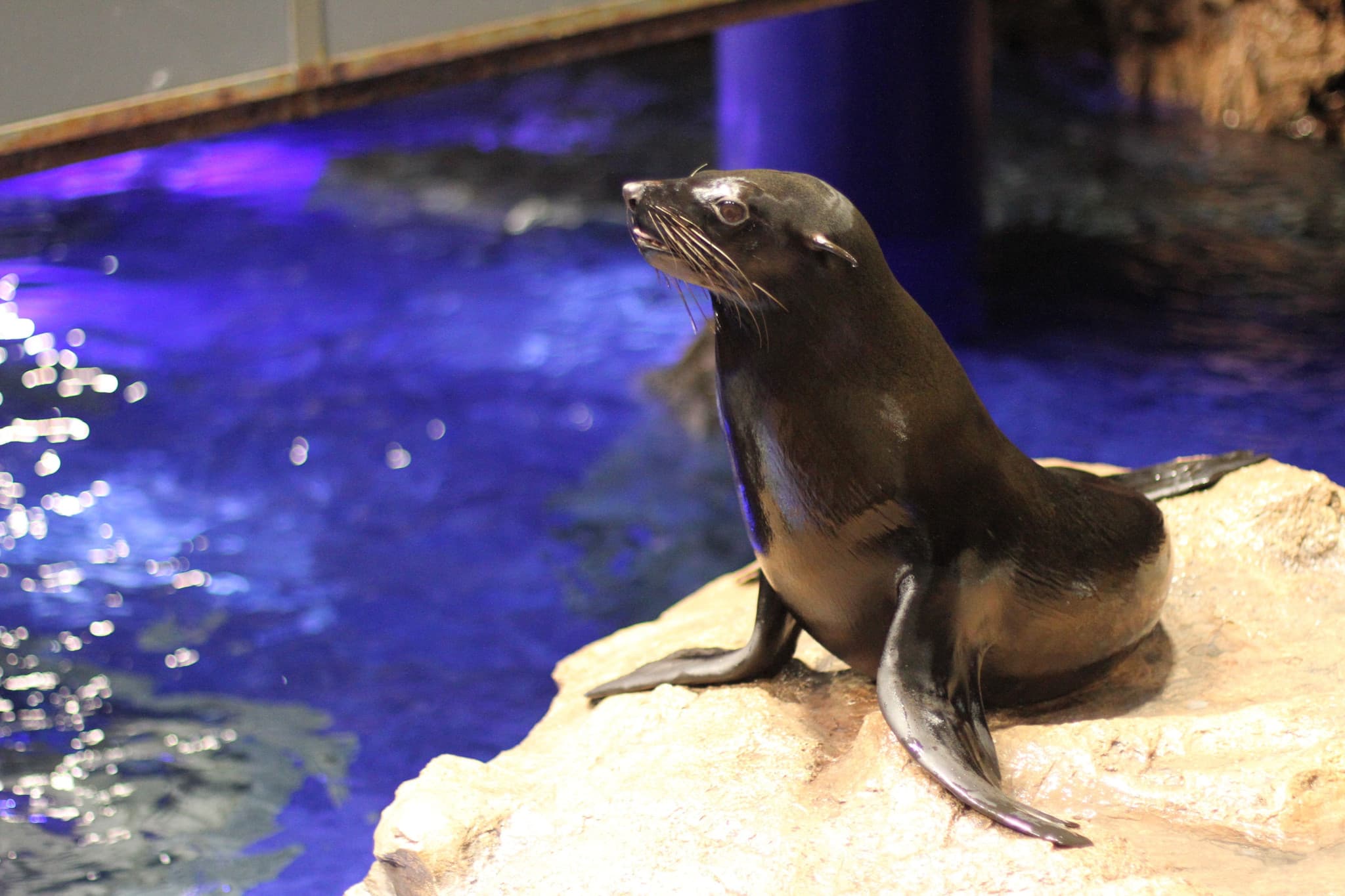 Sumida Aquarium Ticket - image 12