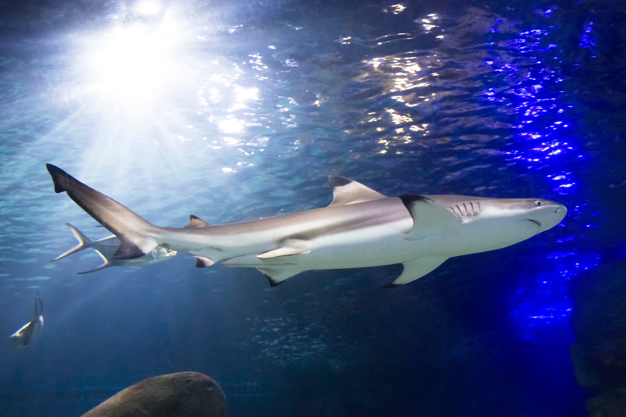 SEA LIFE Munich Aquarium Ticket - image 5
