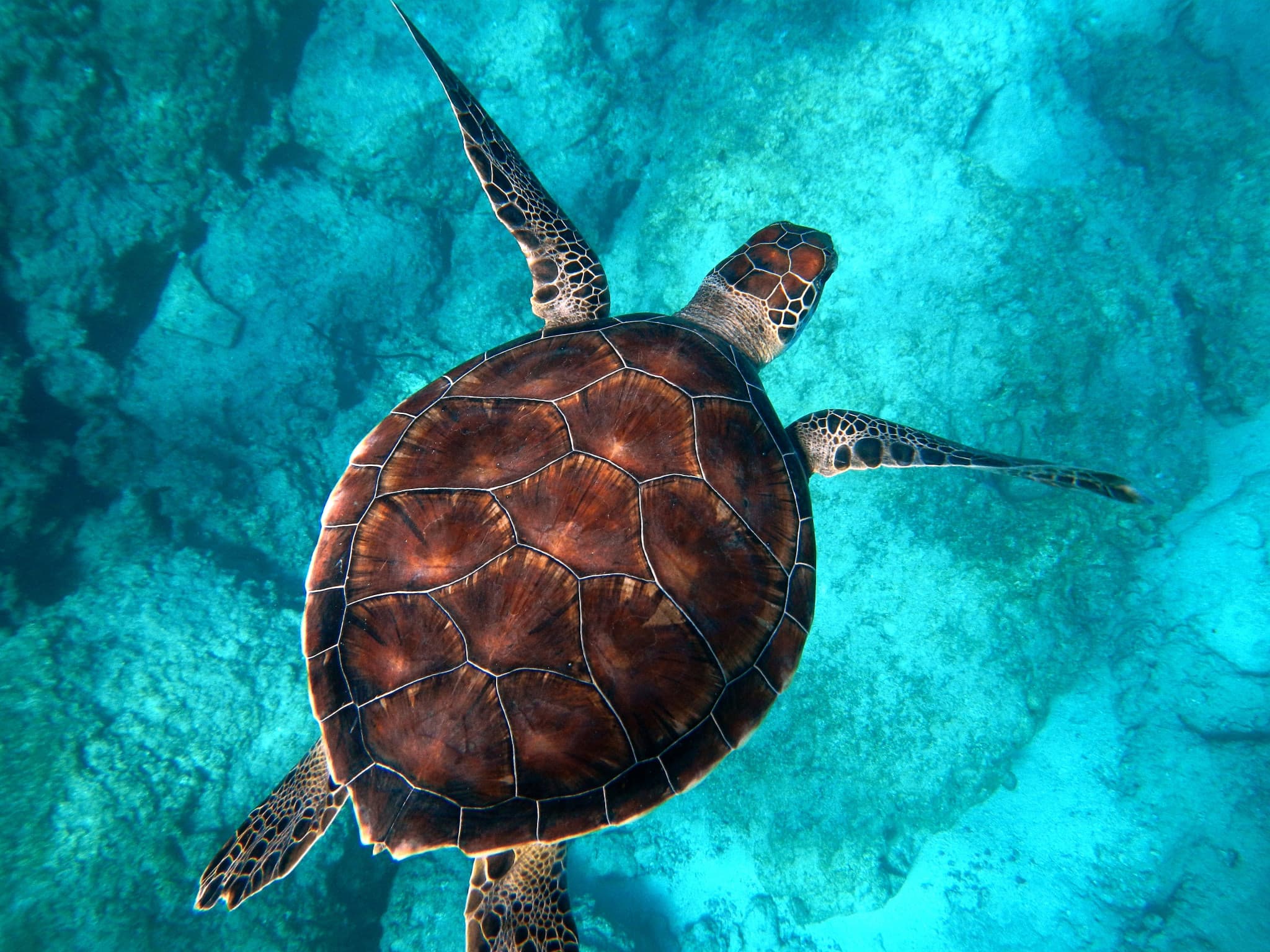 Tangalooma Wrecks & Dolphin Cruise Optional Round transfer from Brisbane City and Gold Coast - image 7
