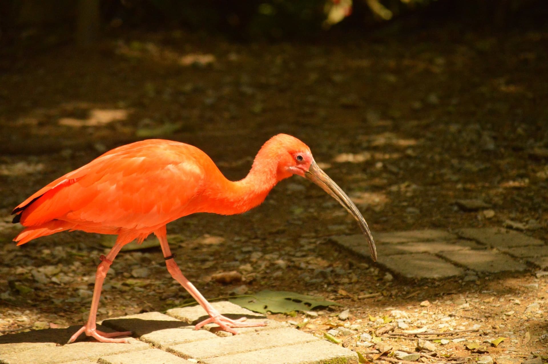 Neo Park Okinawa - imagen 7