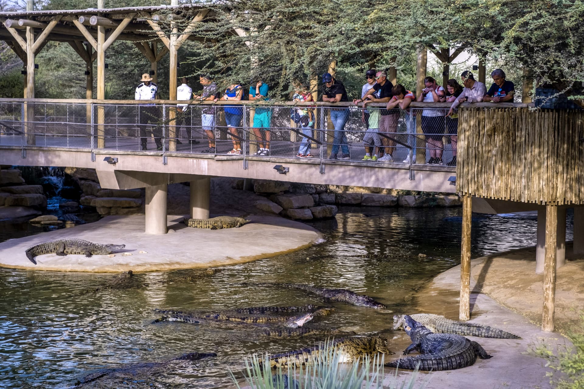 COMBO: Dubai Dolphinarium + Dubai Crocodile Park Tickets - image 6