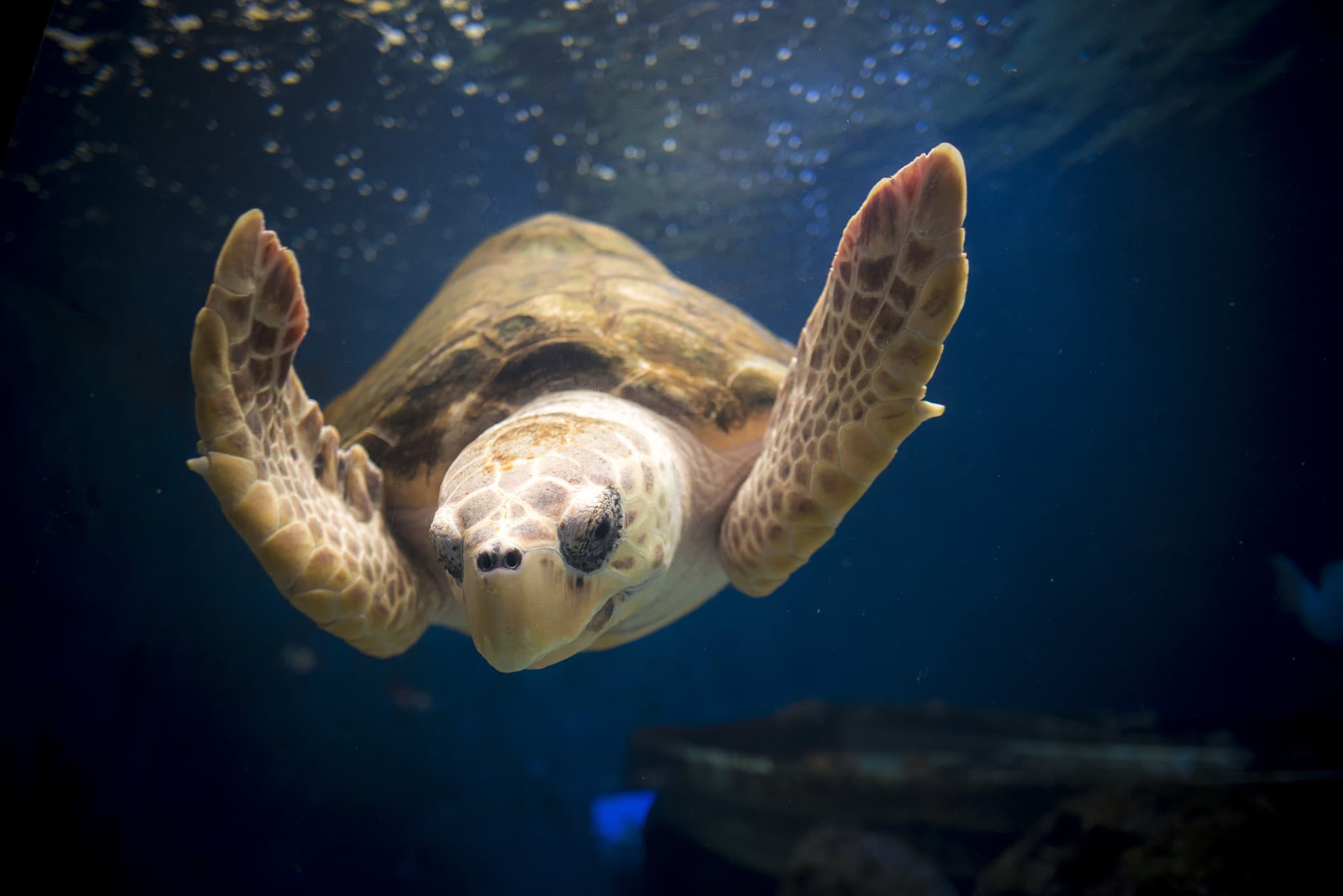 Go City San Diego Explorer Pass: Save up to 50% on Attractions - image 27