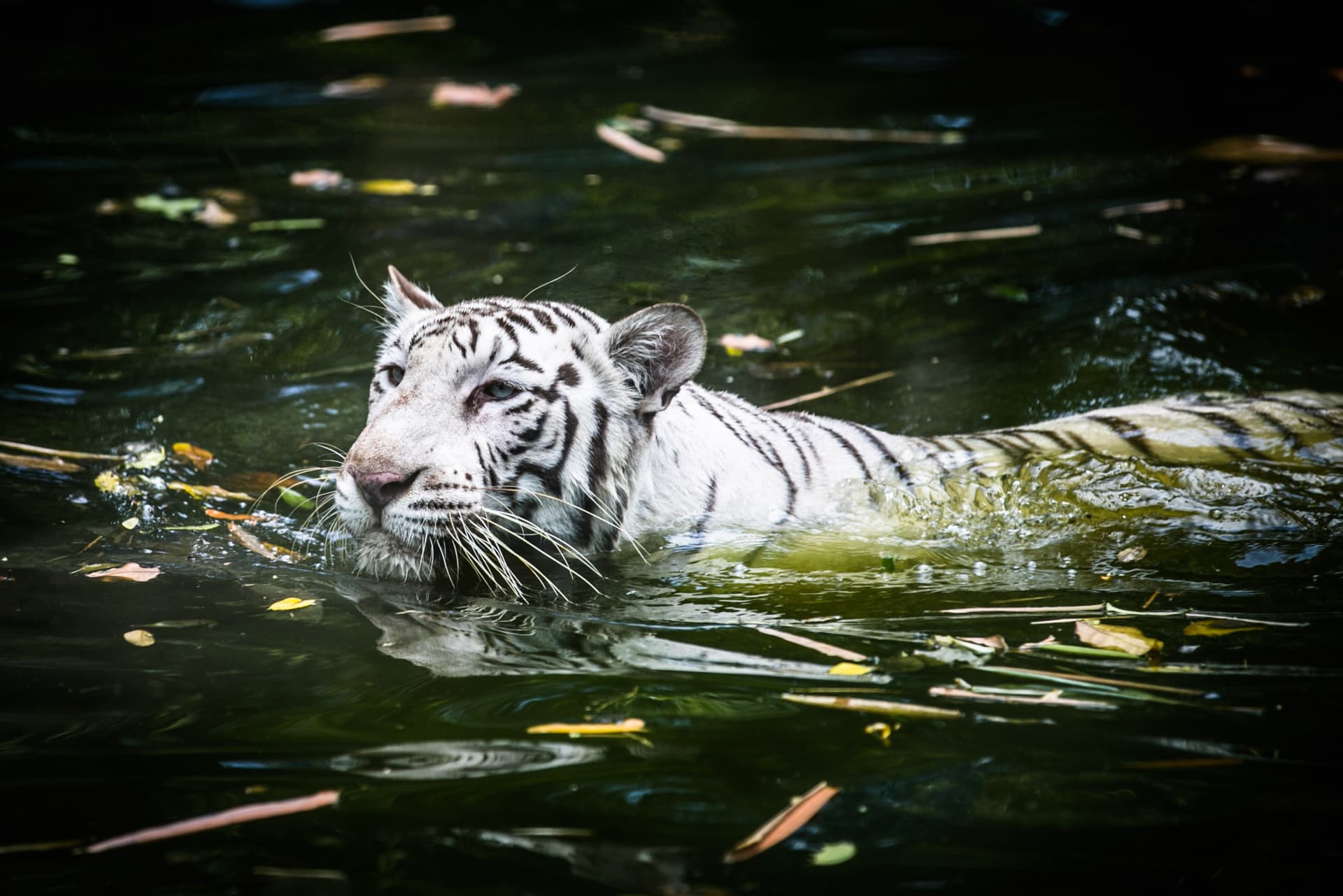 Entrada para Zoo Negara Malaysia y el Centro de Conservación del Panda - imagen 8