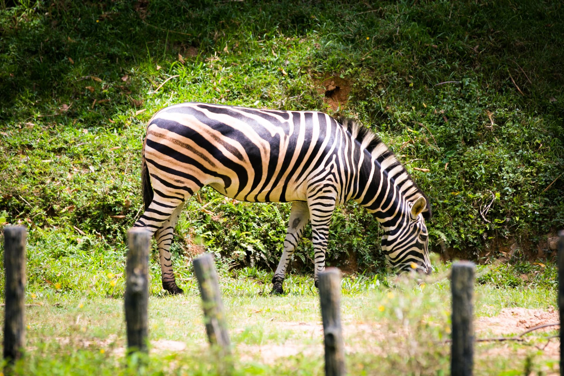 Entrada para Zoo Negara Malaysia y el Centro de Conservación del Panda - imagen 16
