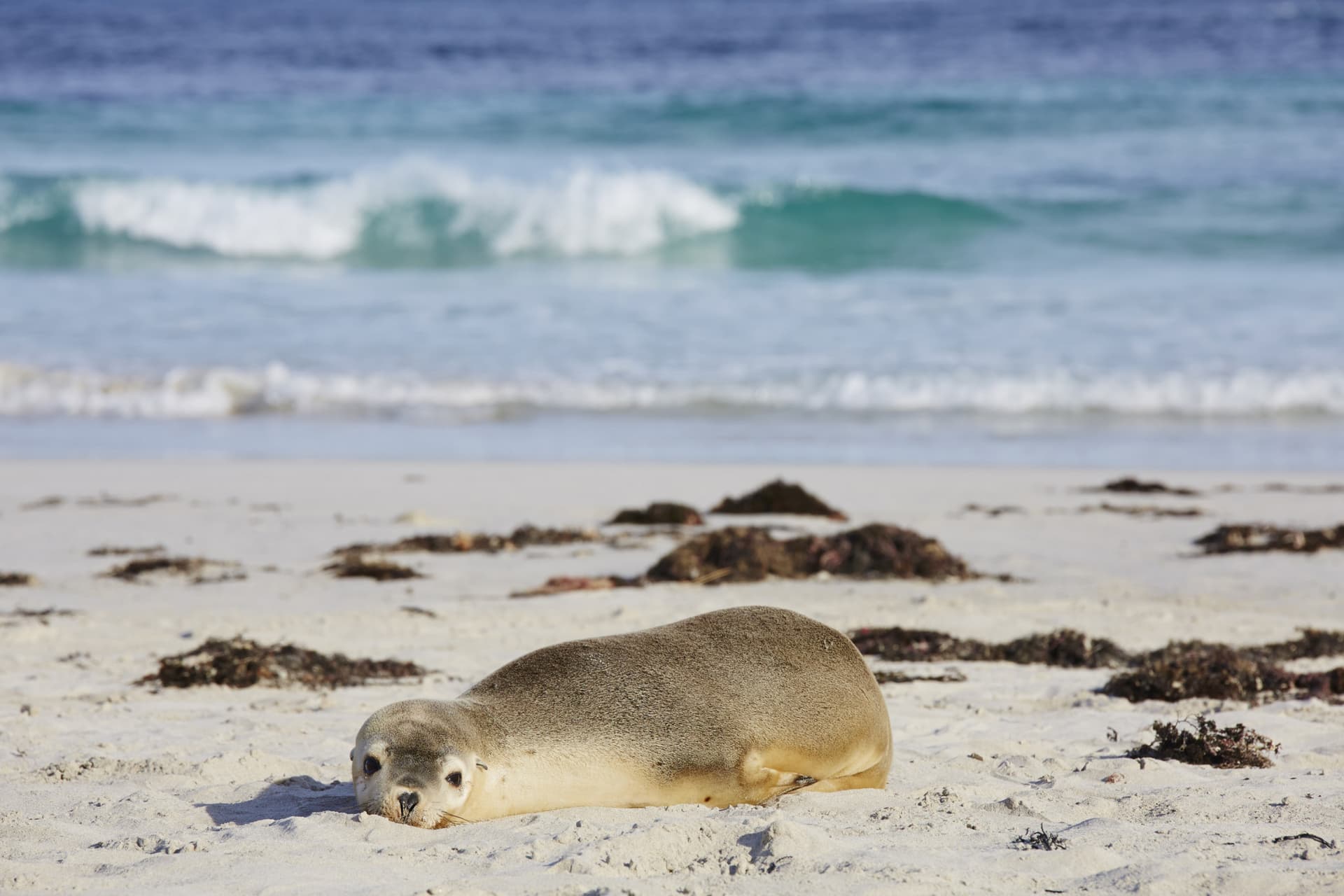 Kangaroo Island Tour from Adelaide - imagen 5