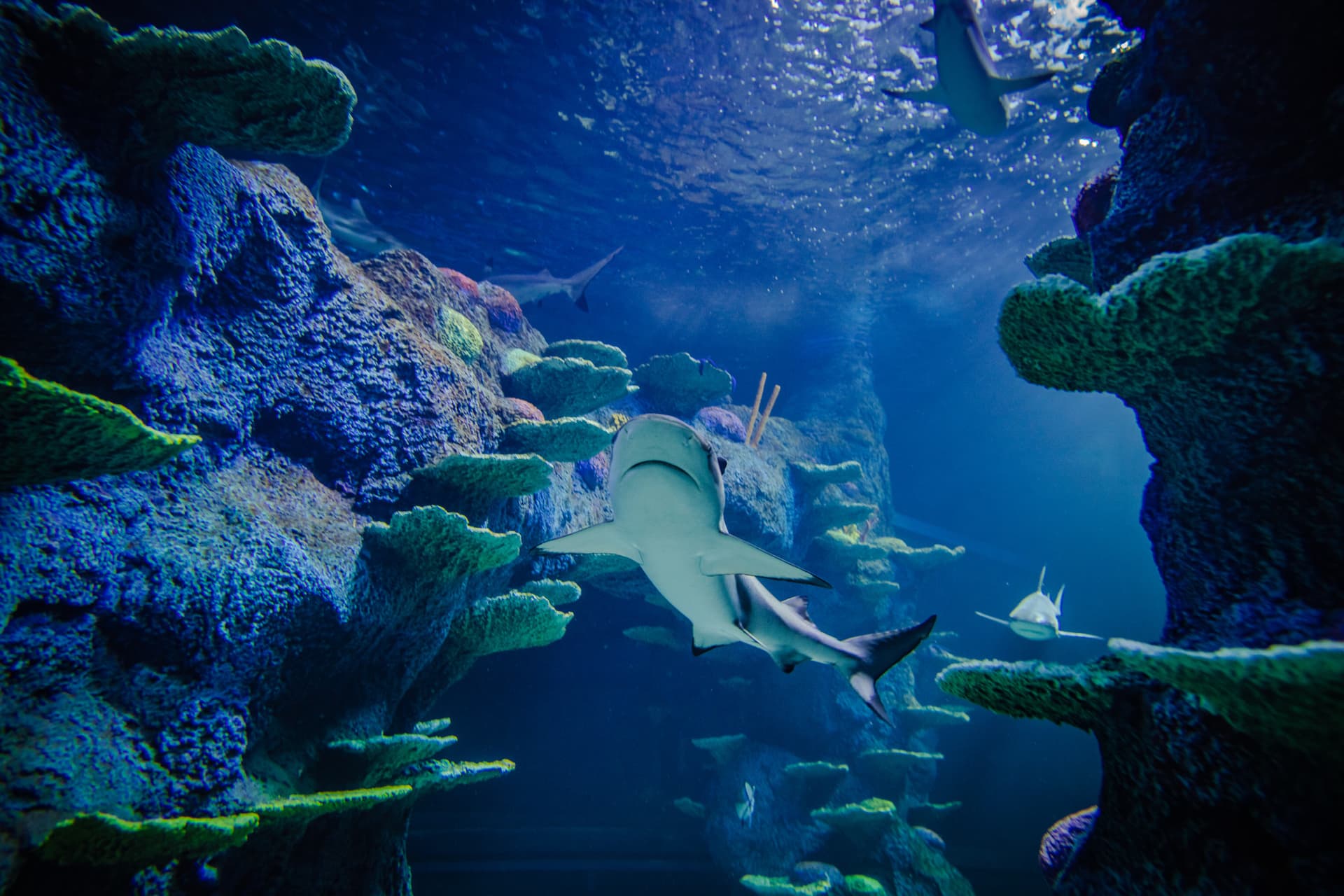 Go City Sydney Explorer Pass: Ahorre hasta un 50% en atracciones - imagen 8
