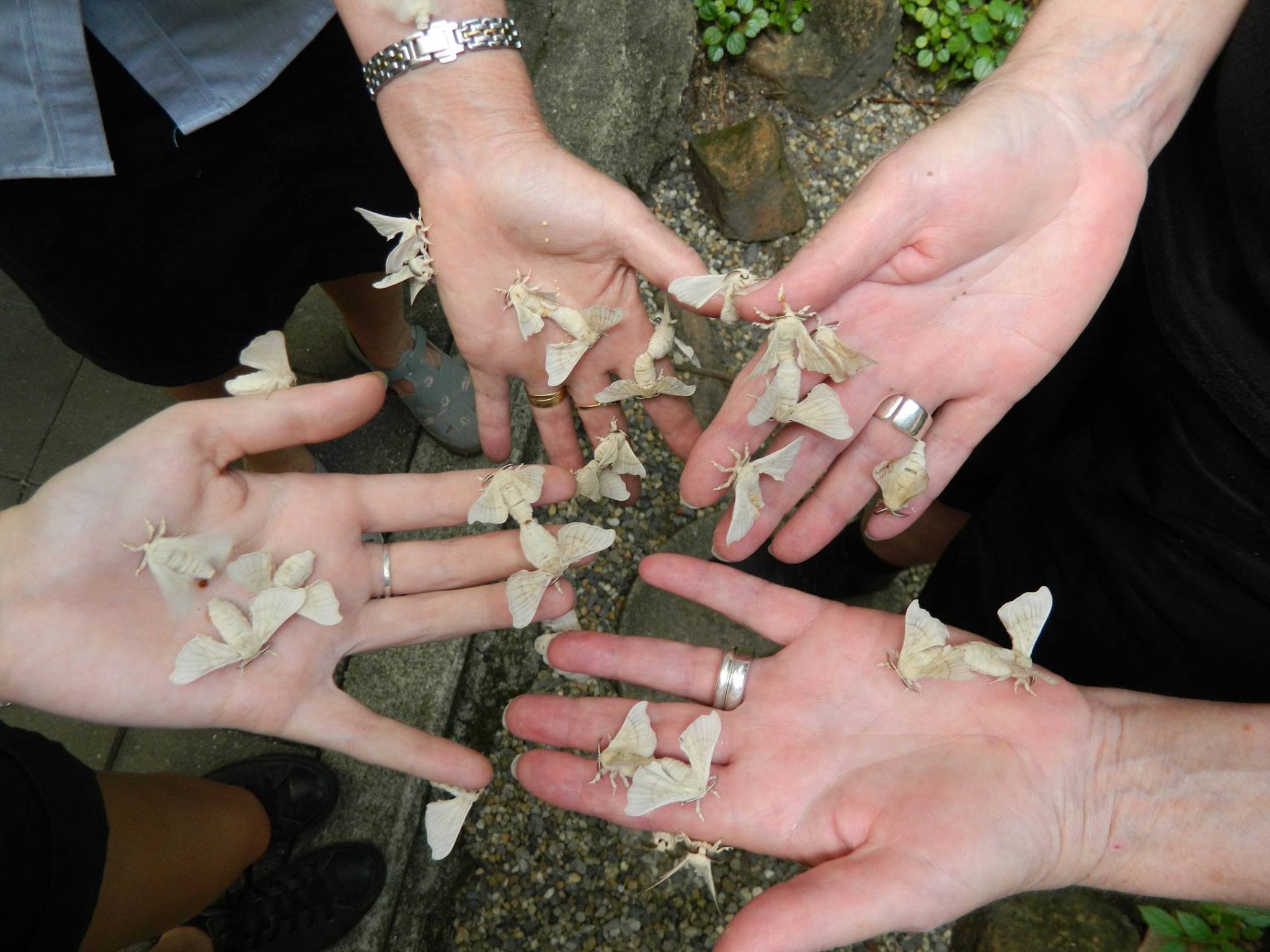 Full-Day Kuranda Tour with Skyrail Cableway, Scenic Railway, Rainforestation and Butterfly Sanctuary - image 15