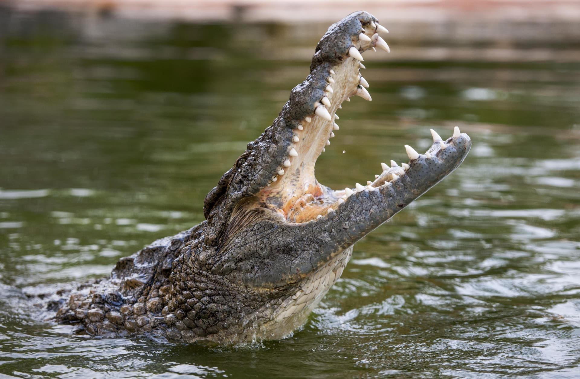 COMBO: Dubai Dolphinarium + Dubai Crocodile Park Tickets - image 4
