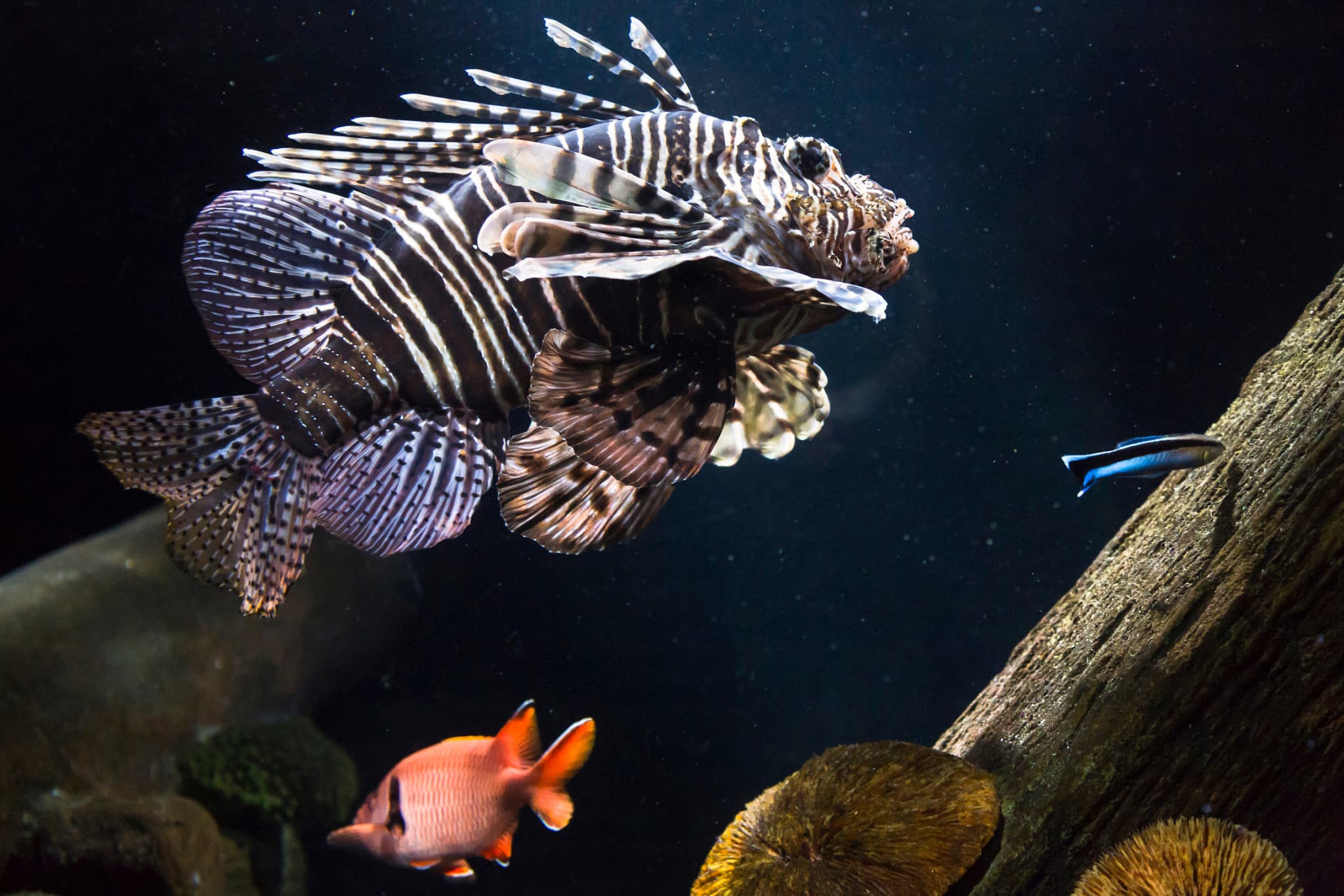 SEA LIFE Munich Aquarium Ticket - image 8