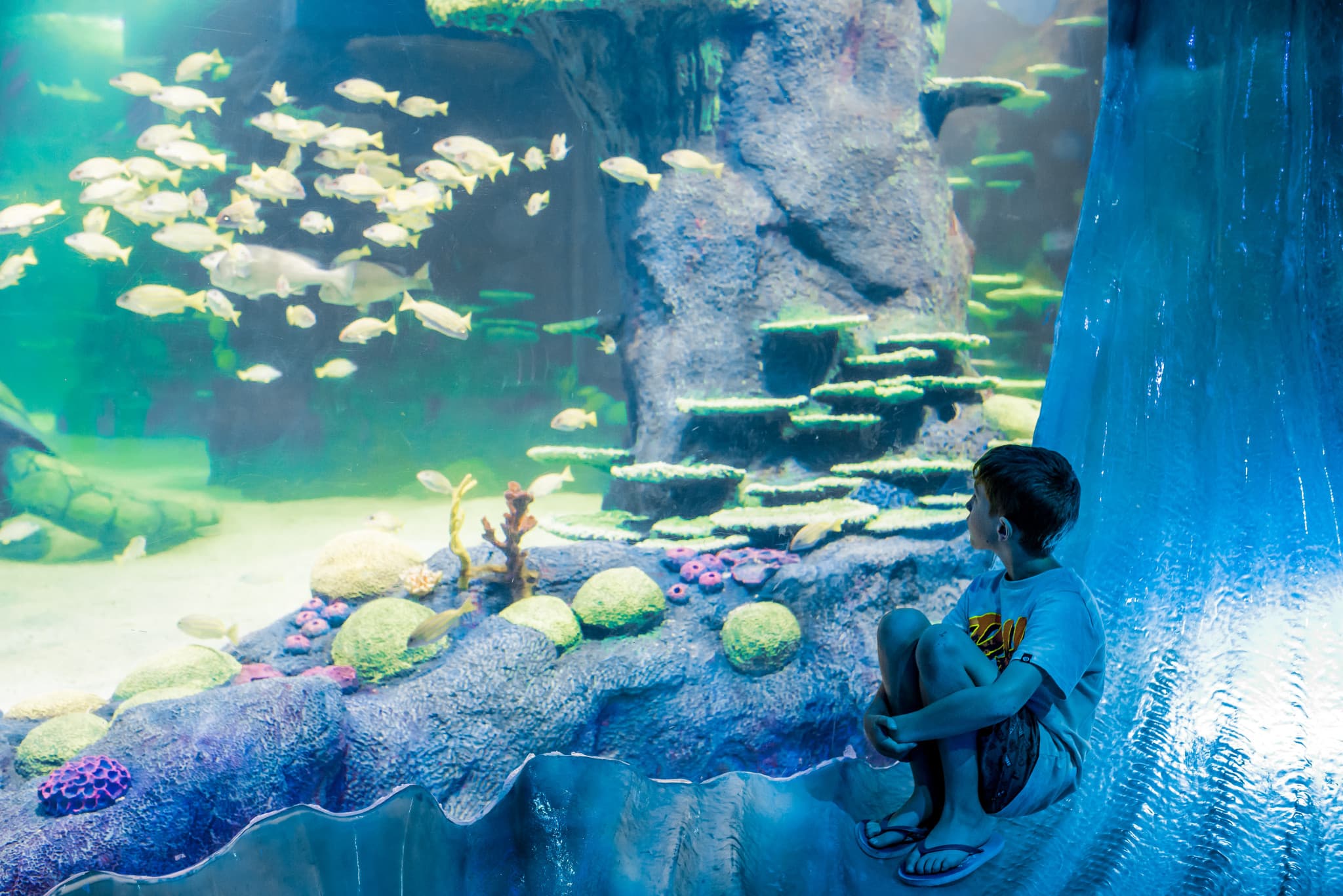 SEA LIFE Sydney Aquarium Direct Entry Ticket - main image