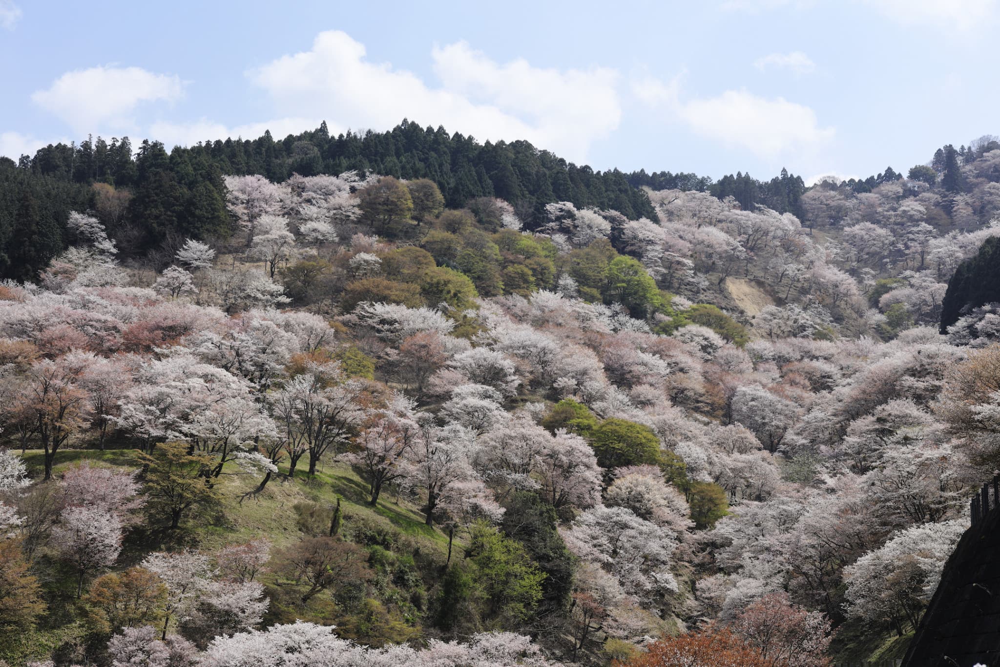 Kintetsu Rail Pass - Train & Bus Pass in Osaka, Nara, Kyoto, Mie (Ise Shima), Nagoya - image 8