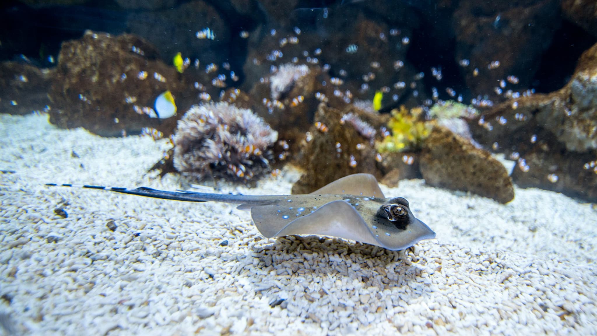 Poema del Mar - Aquarium Gran Canaria: Skip The Line Ticket - image 4