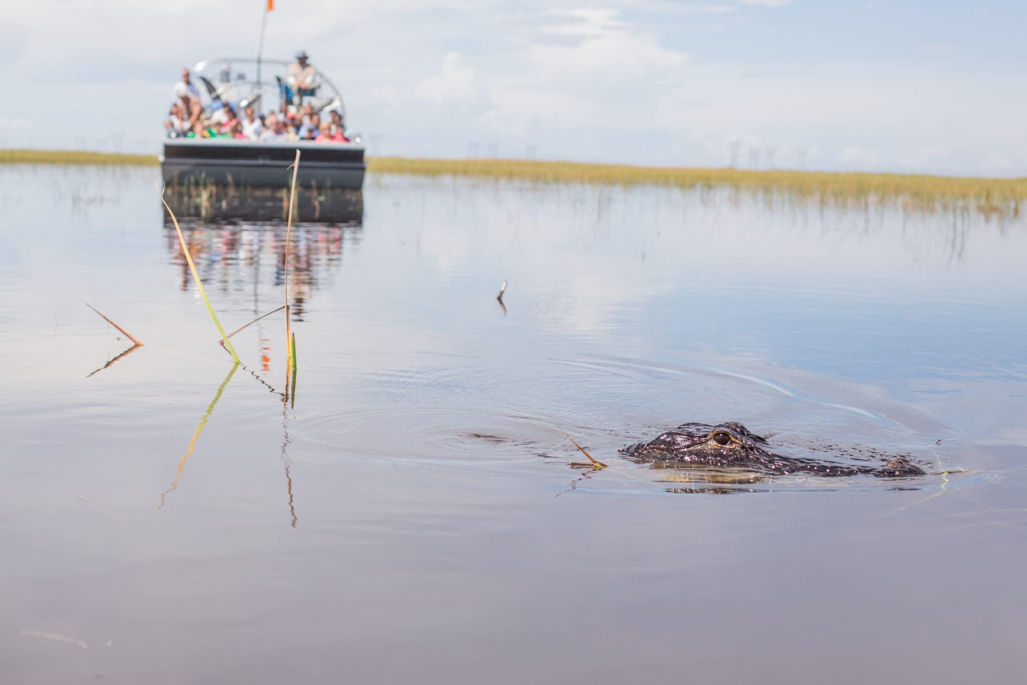 Miami Full-Day Combo: 75 min cruise + Everglades Airboat Tour + Double Decker Bus - image 5