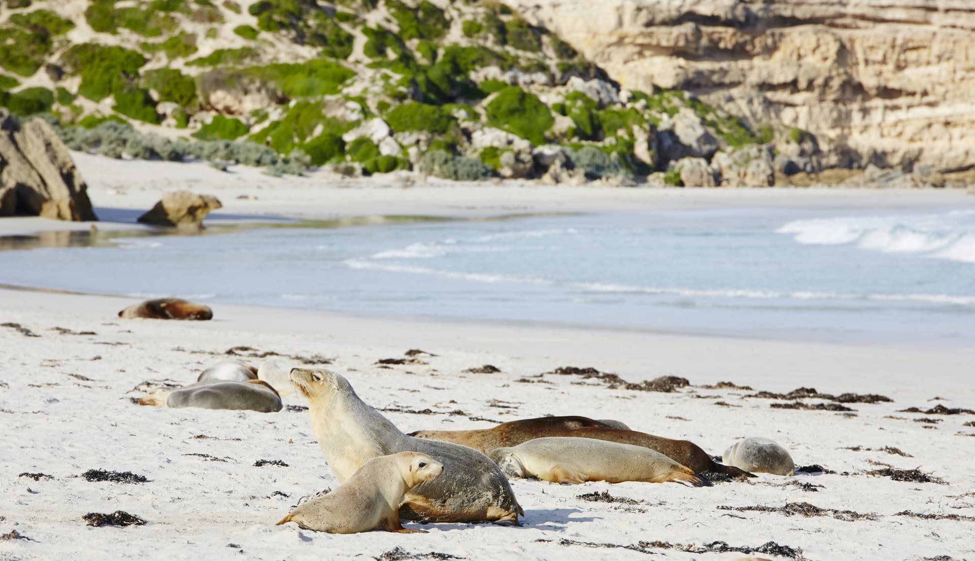 Kangaroo Island Tour from Adelaide - imagen 3