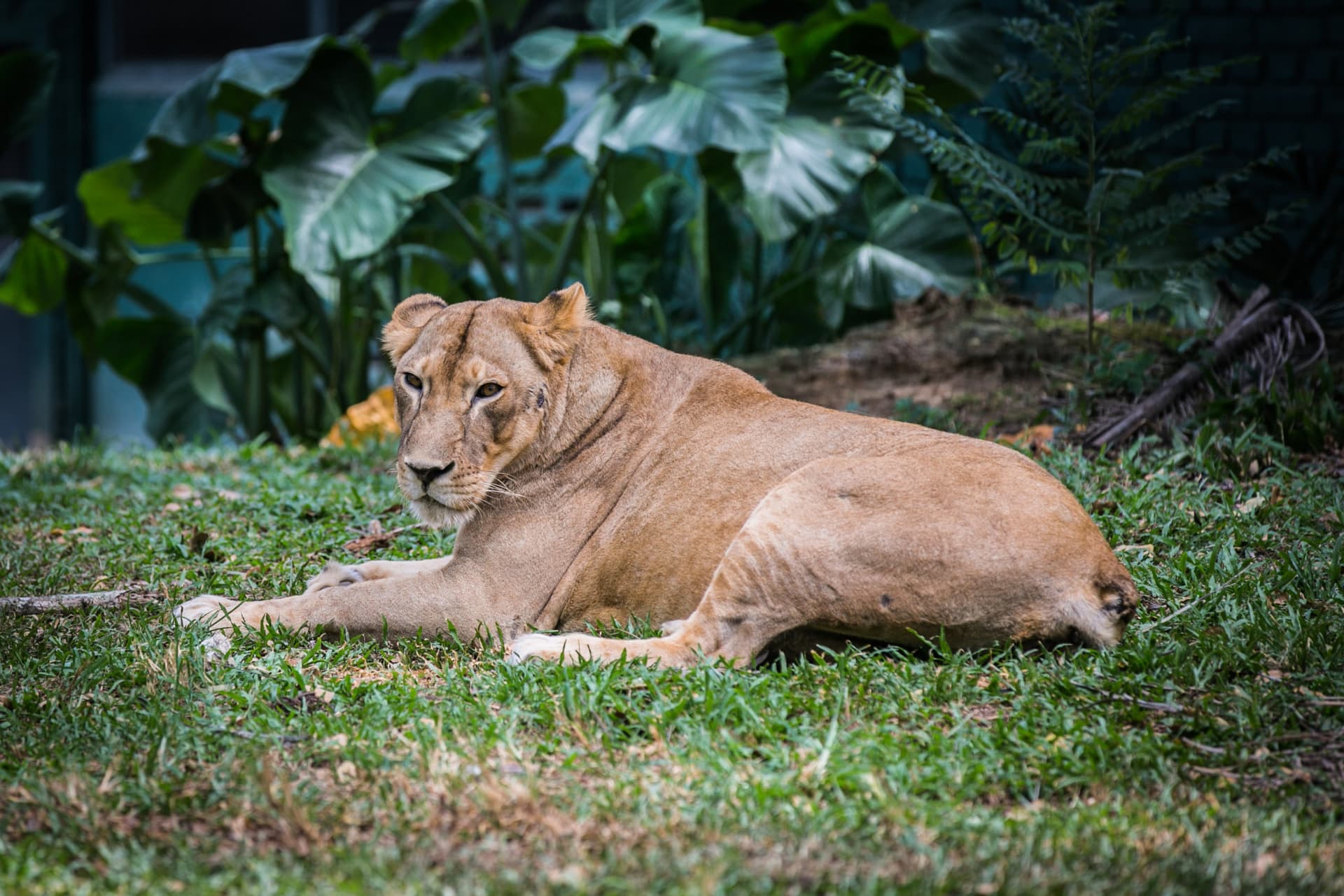 Entrada para Zoo Negara Malaysia y el Centro de Conservación del Panda - imagen 6