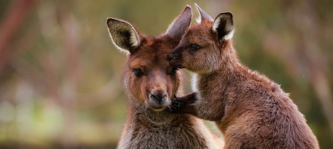 Ballarat Wildlife Park Tickets - main image
