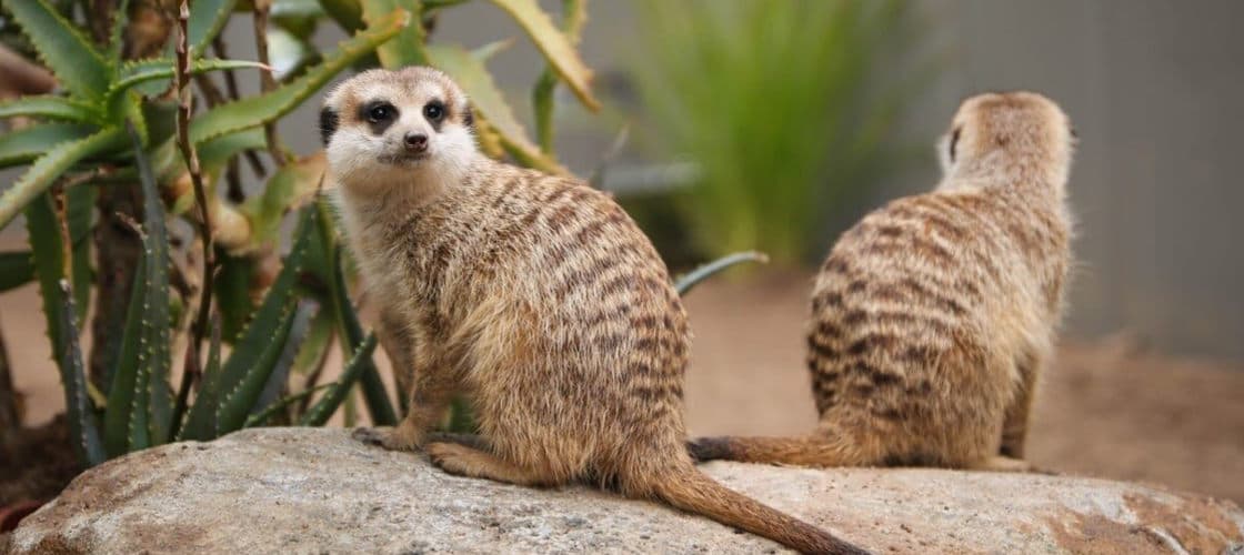 Ballarat Wildlife Park Tickets - image 4