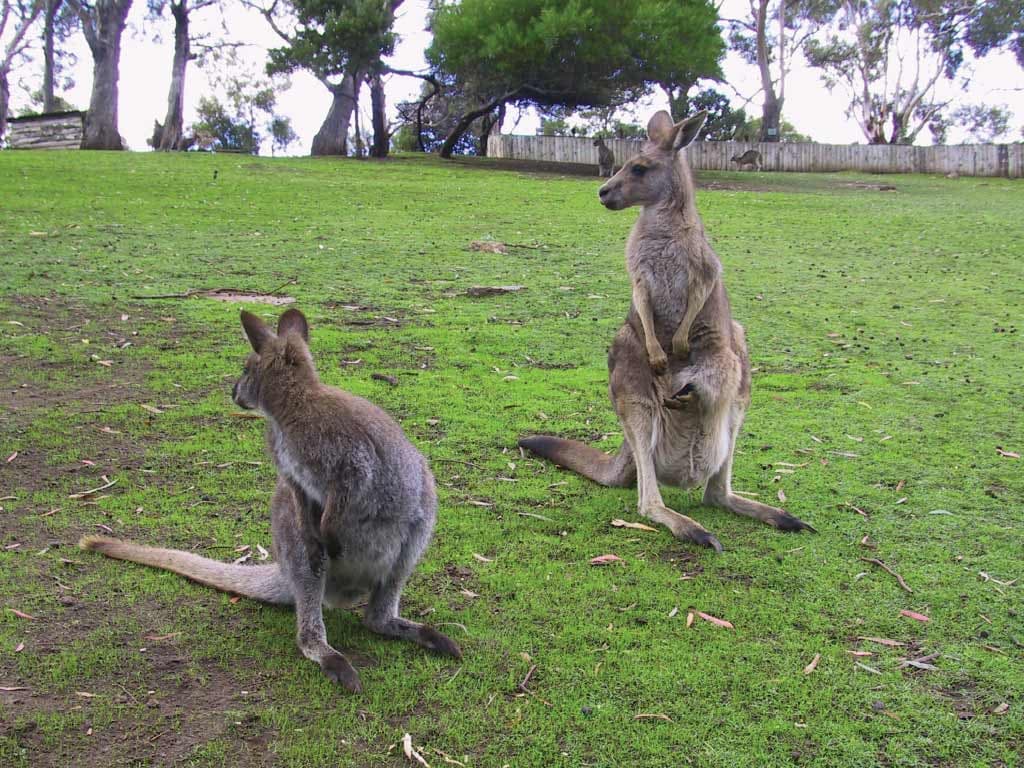 Richmond Village and Bonorong Wildlife Sanctuary Tour - imagen 8